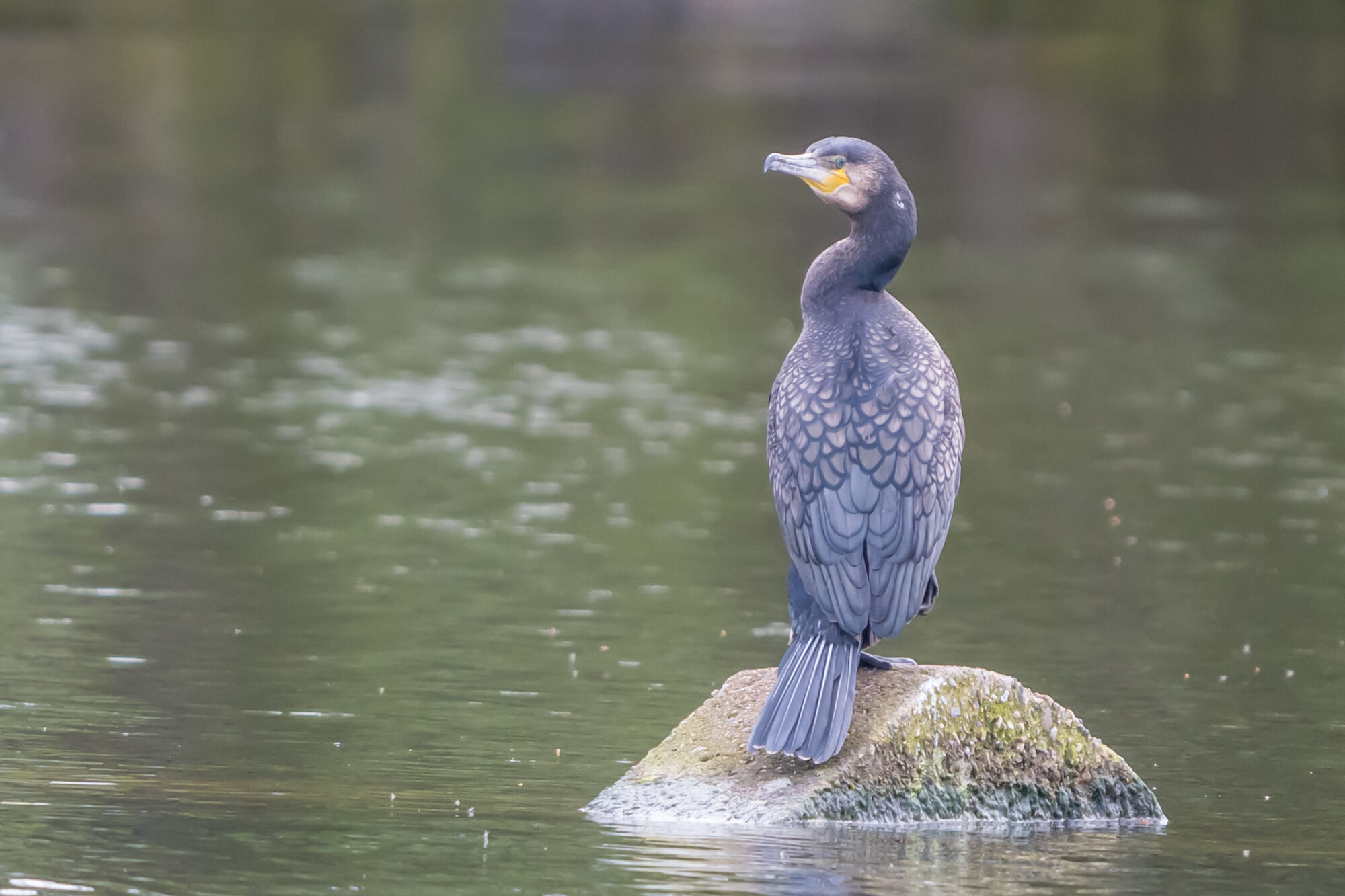Valokuvaaja: Markku Saarinen