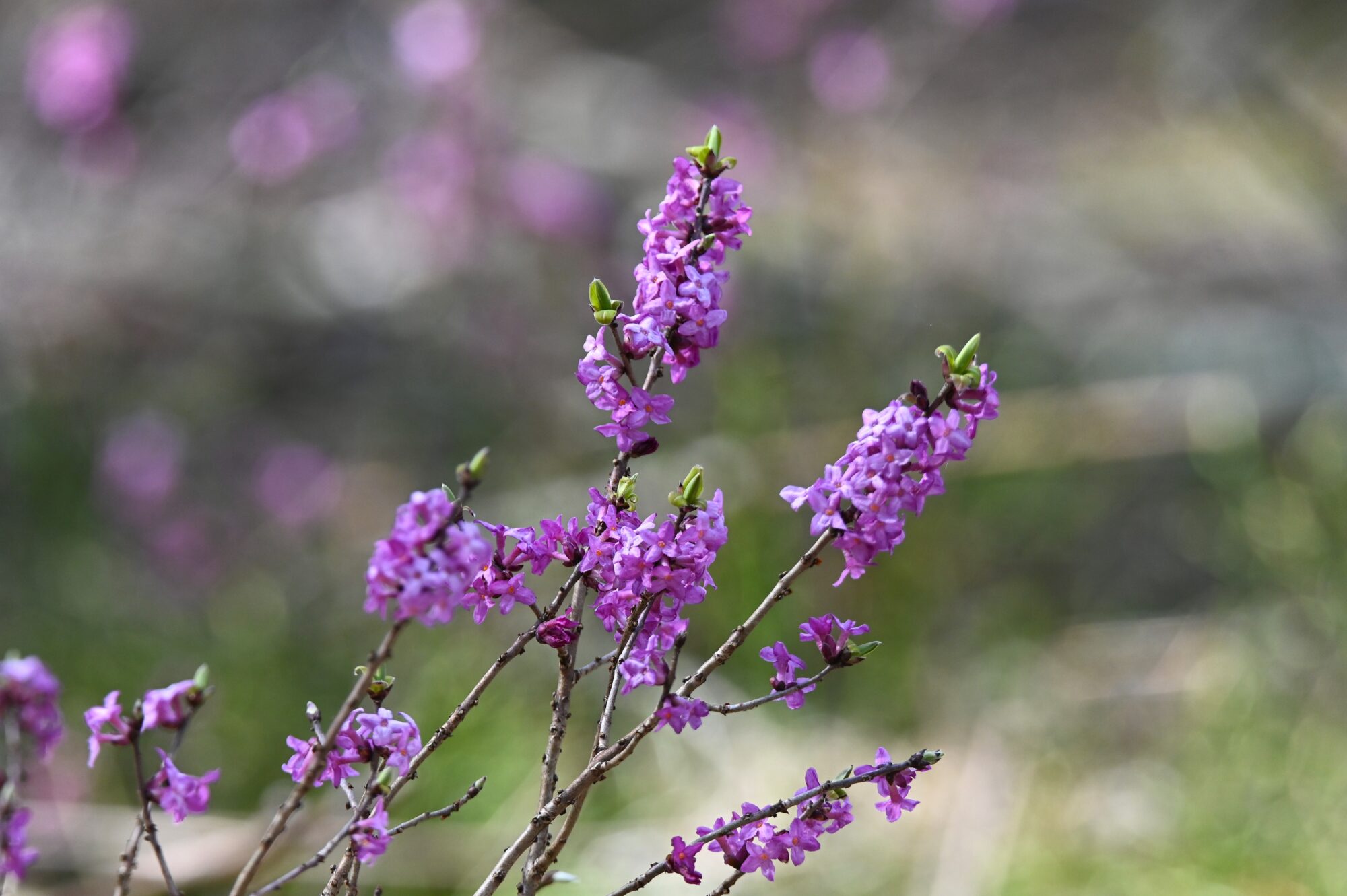 Valokuvaaja: Maarit Siitonen