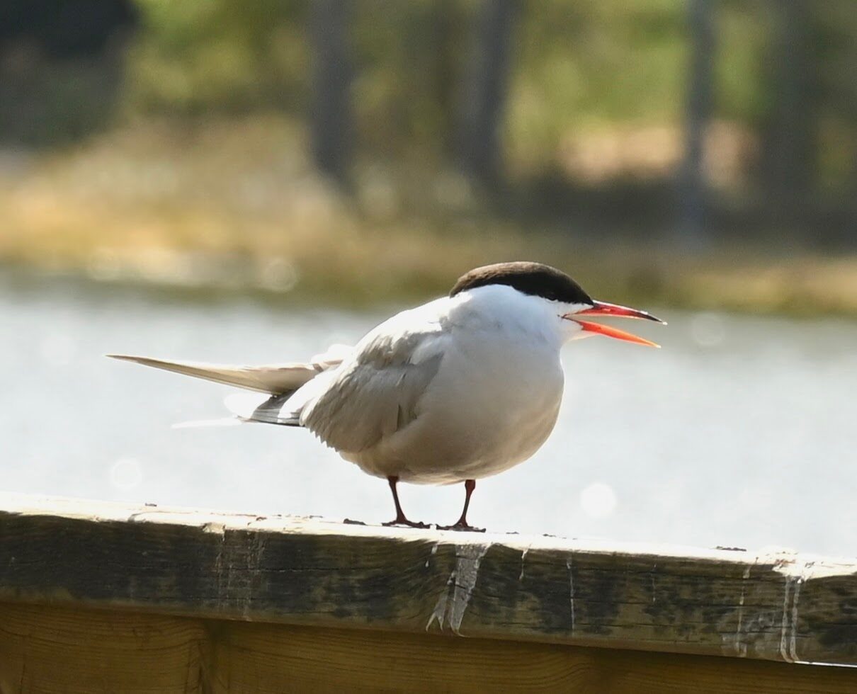 Valokuvaaja: Emilia Miettinen