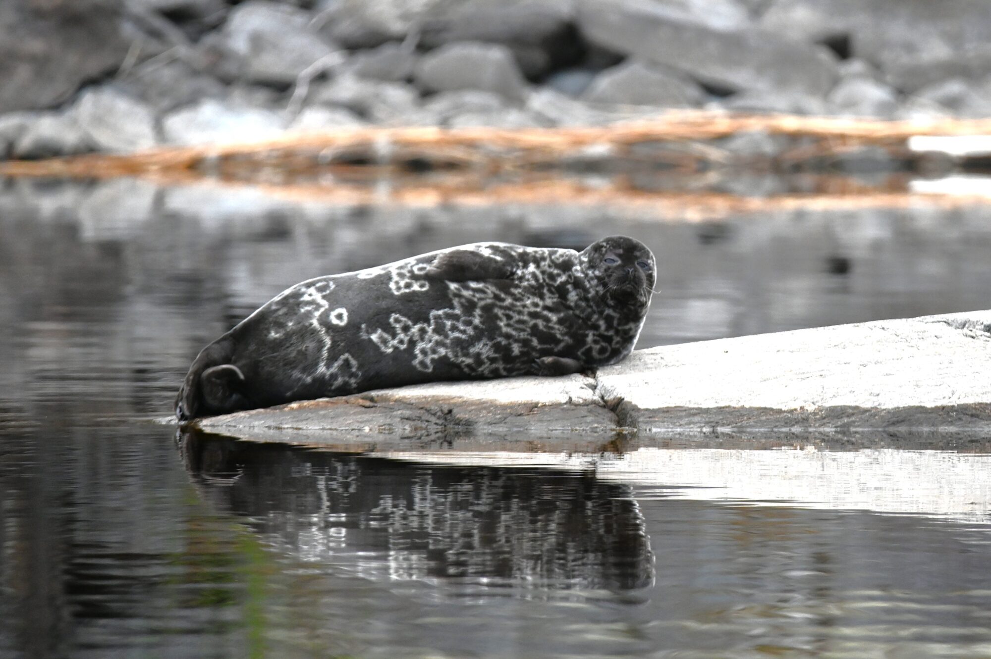 Valokuvaaja: Maarit Siitonen