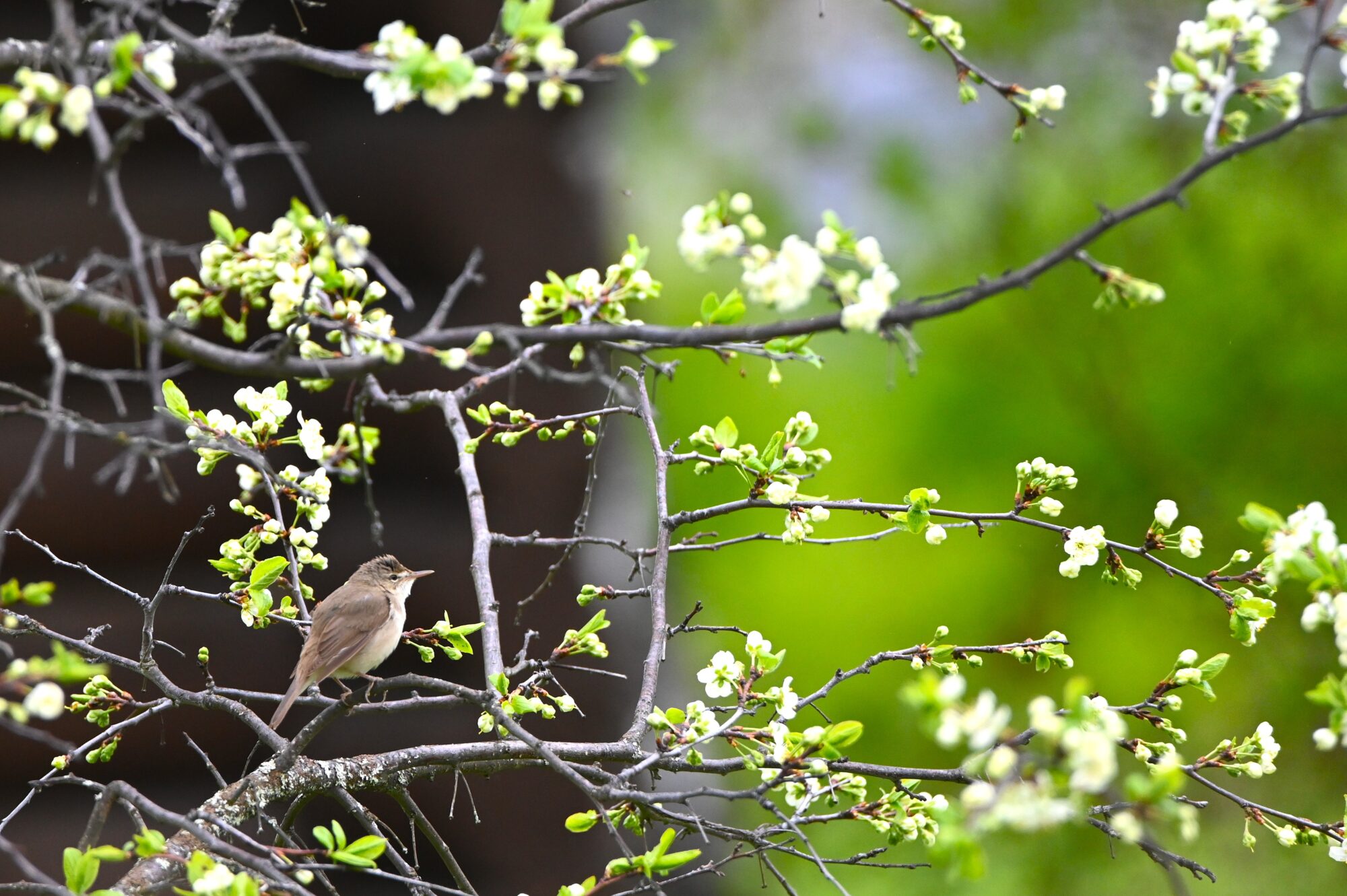 Valokuvaaja: Maarit Siitonen