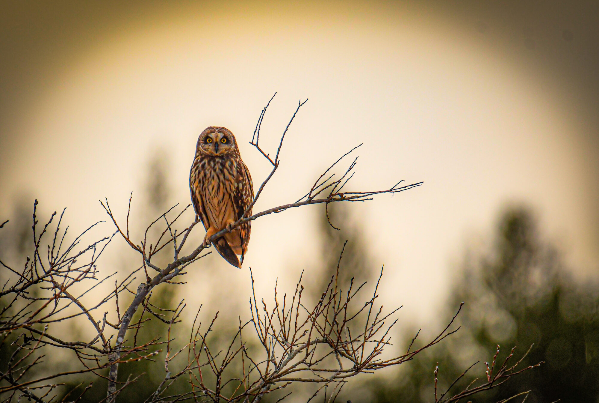 Valokuvaaja: Maija savolainen