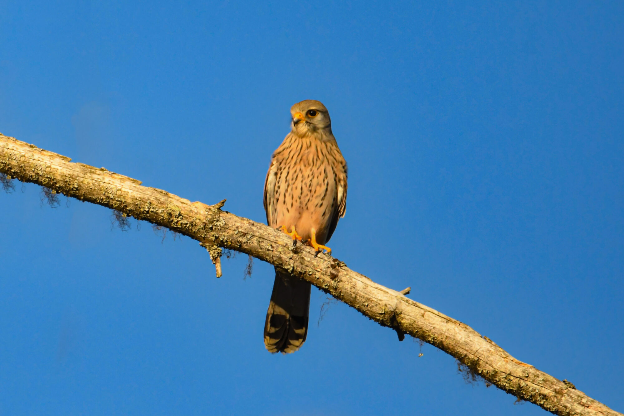 Valokuvaaja: Maija savolainen