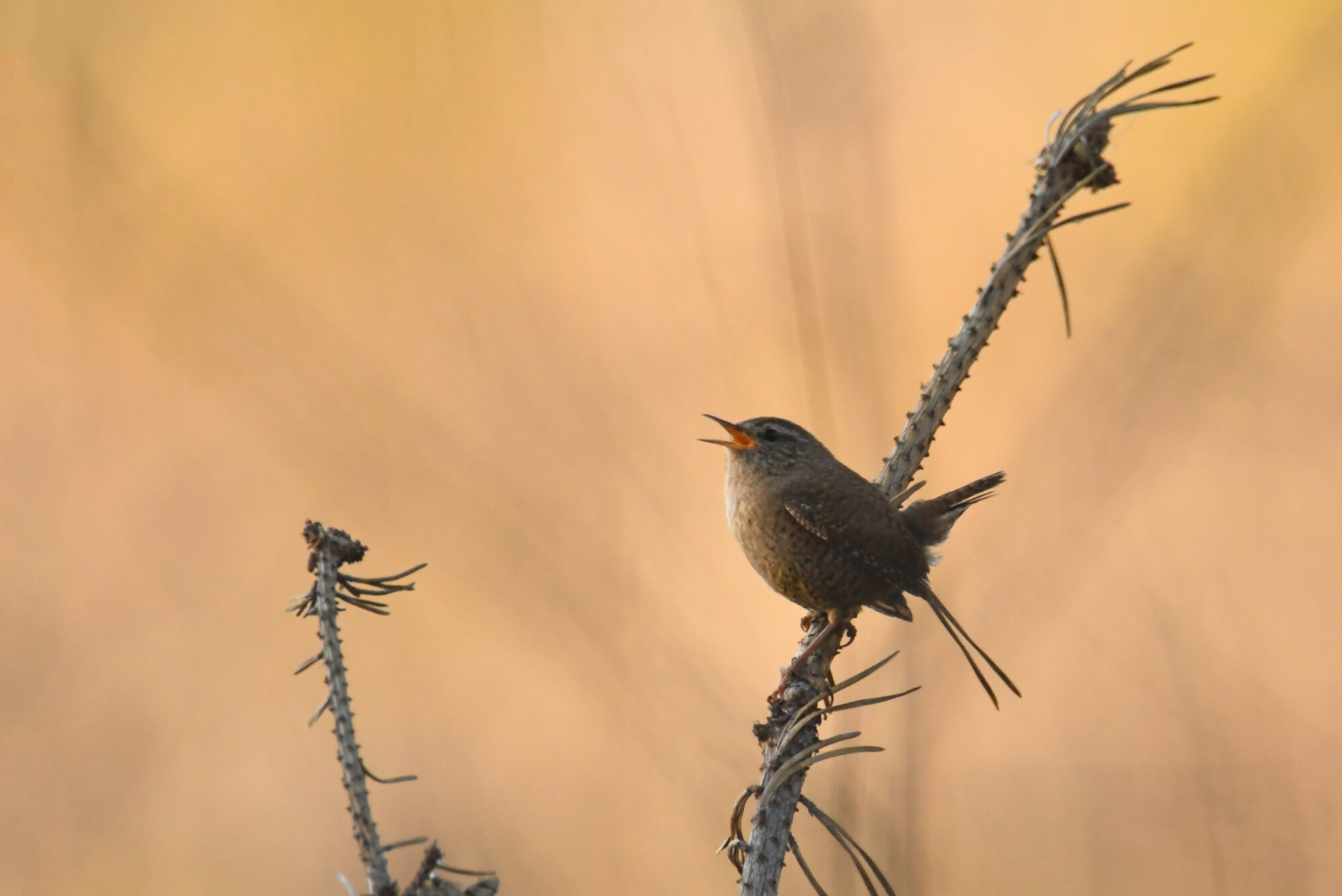 Valokuvaaja: Maija savolainen