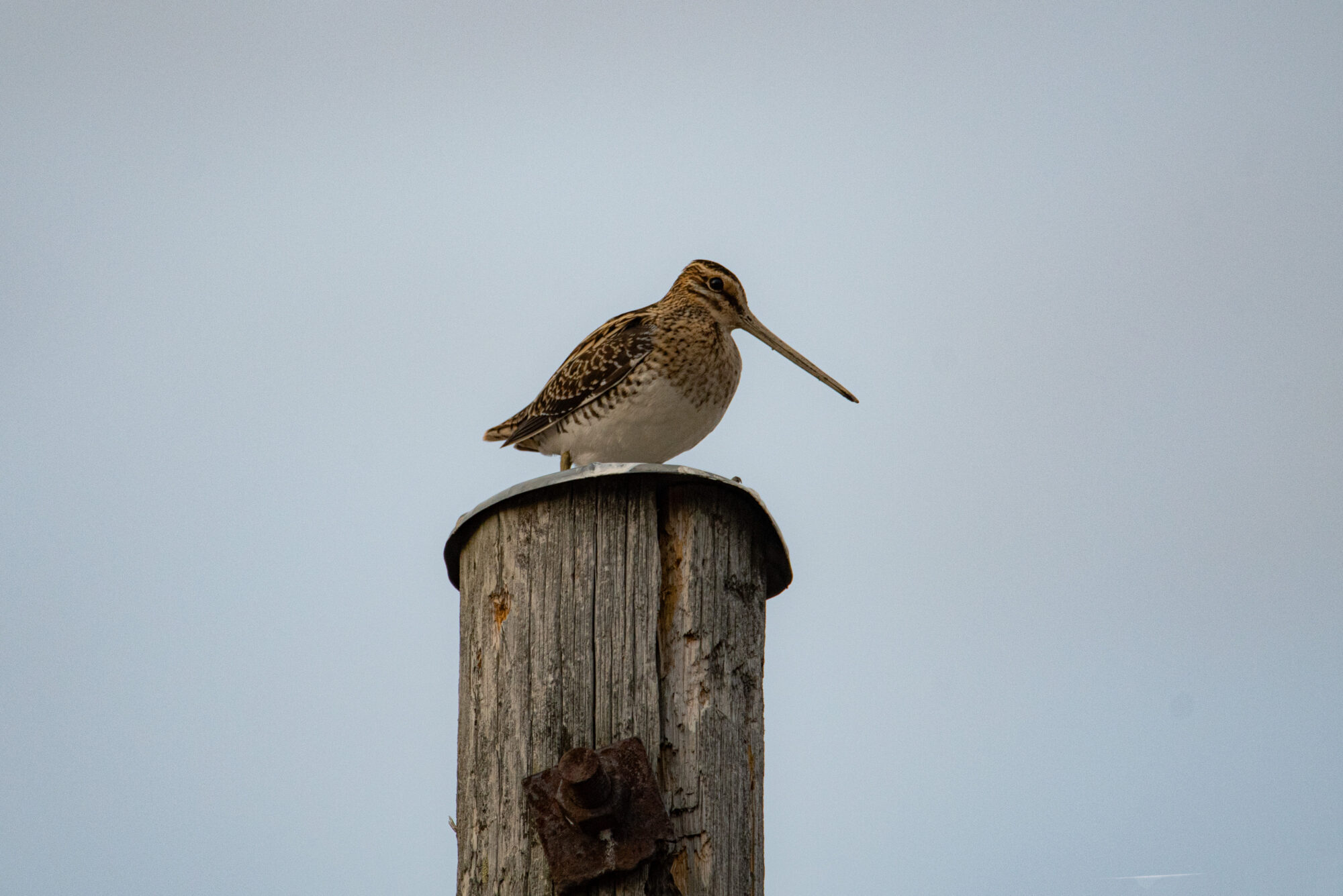 Valokuvaaja: Maija savolainen