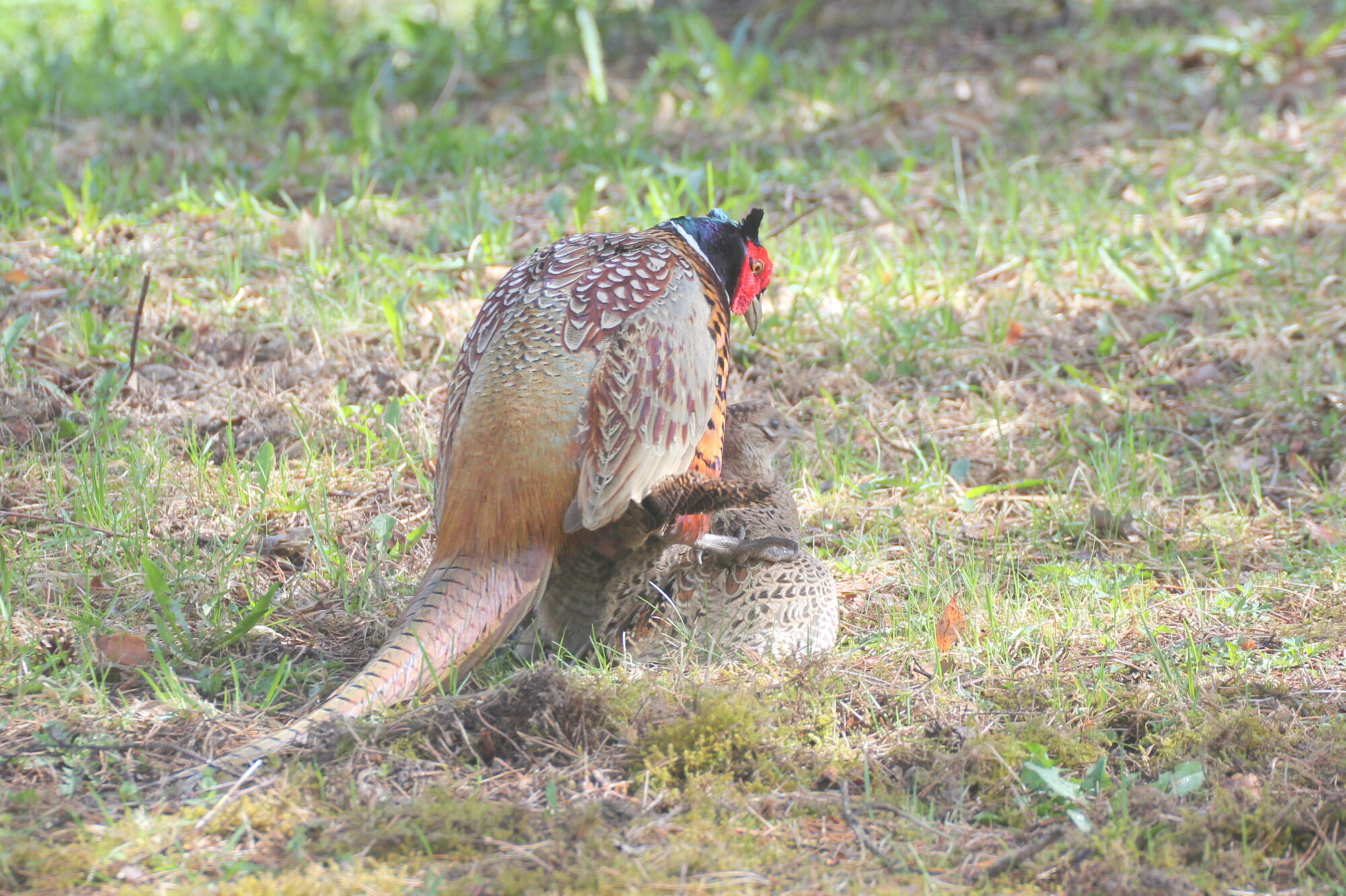 Valokuvaaja: Kaarlo Asikainen