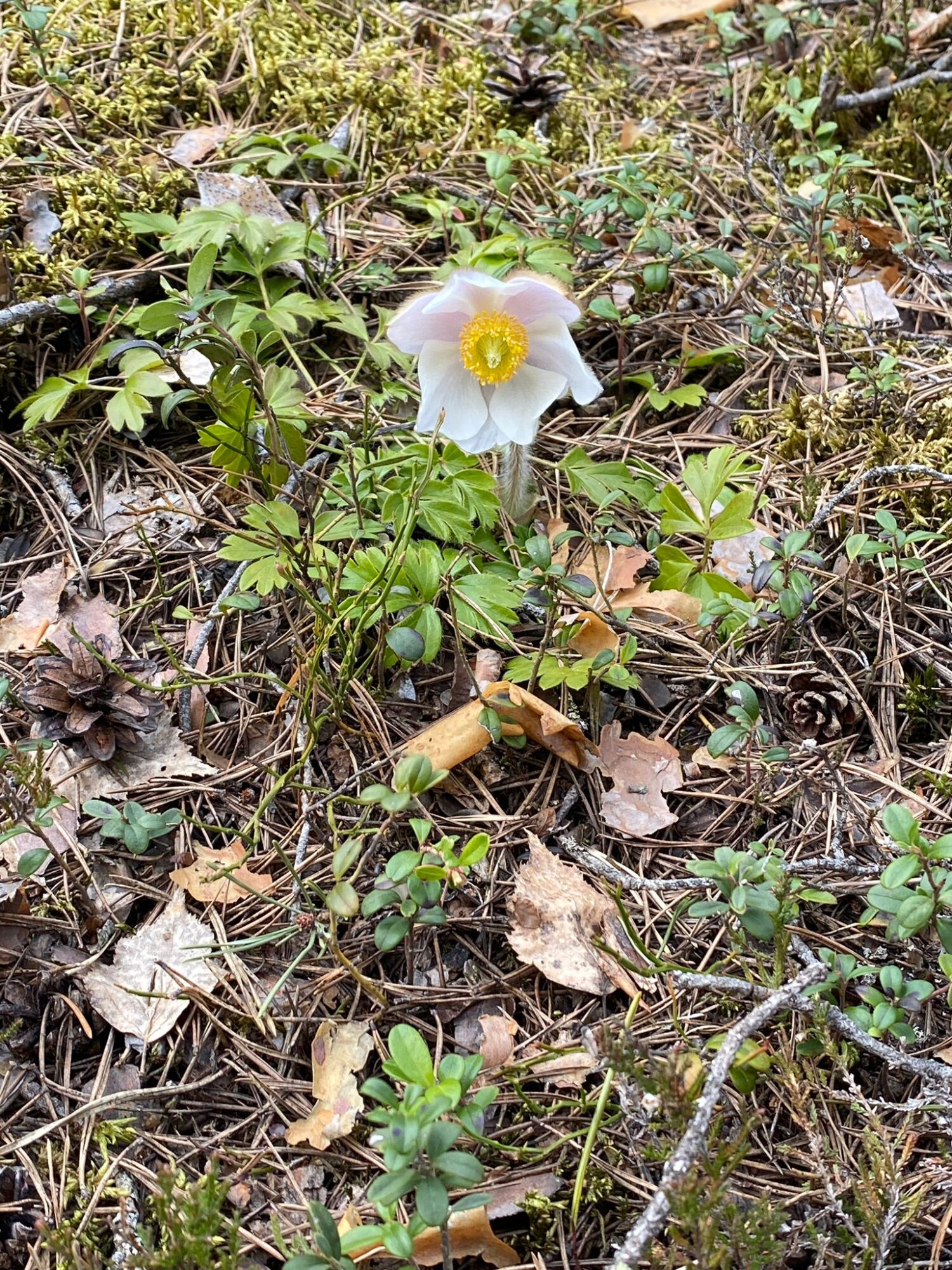 Valokuvaaja: Satu Suuntala