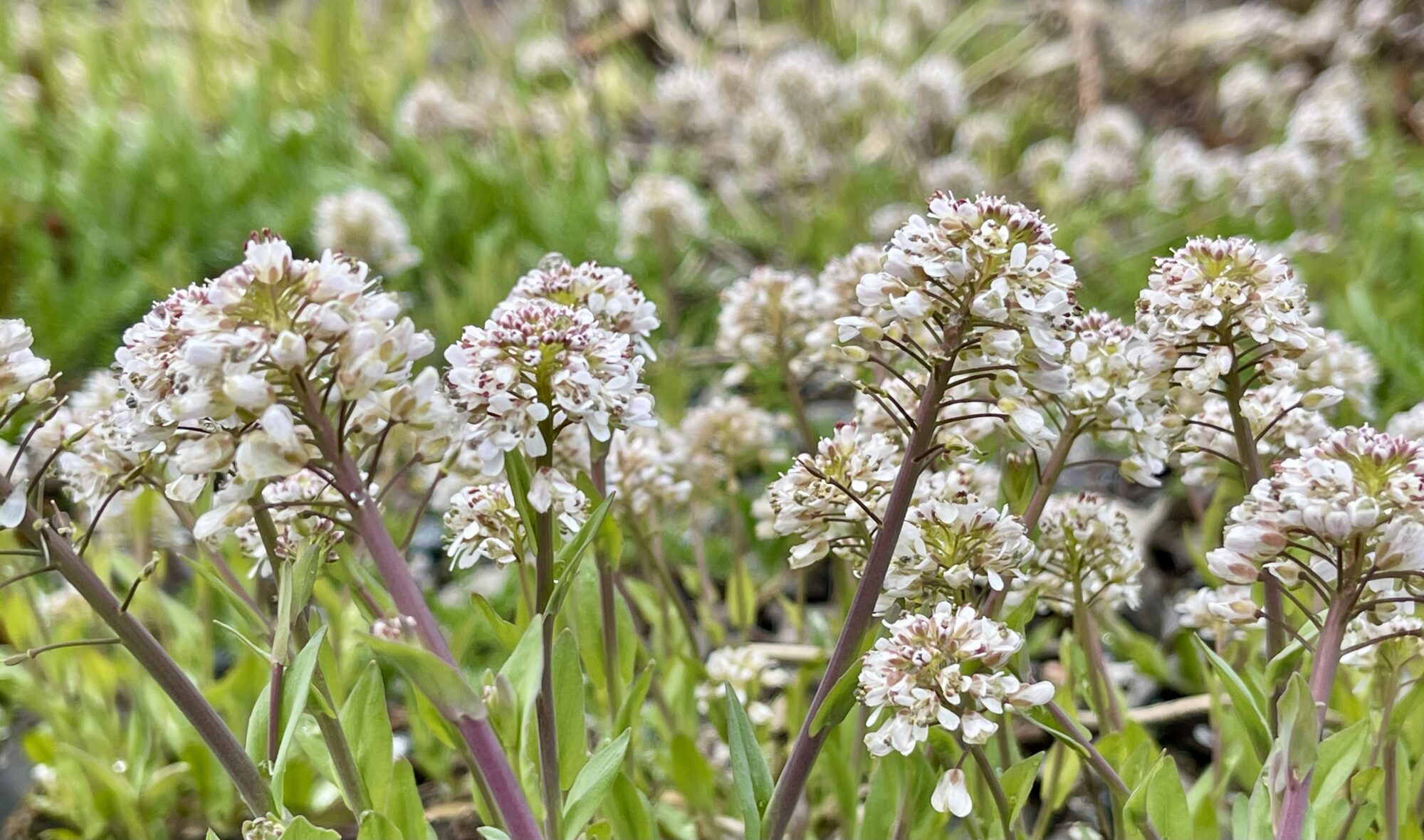 Valokuvaaja: Liisa Niiva-Korpela