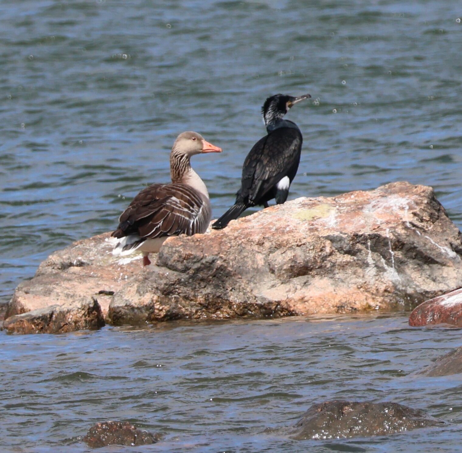 Valokuvaaja: Hanna Rönty Valokuvaaja: Hanna Rönty