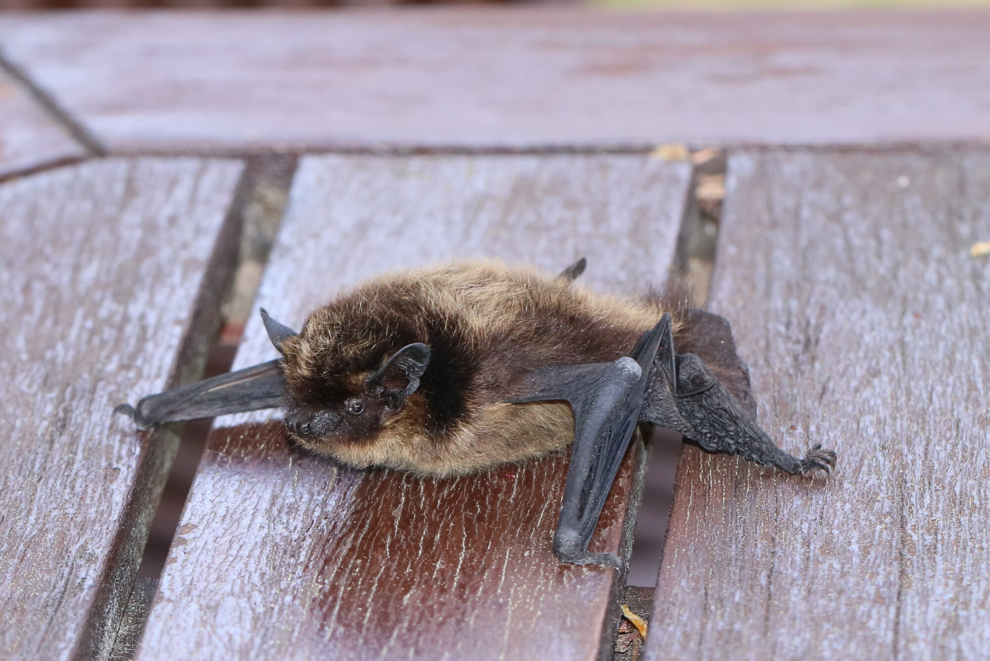 Valokuvaaja: Eija Soimola