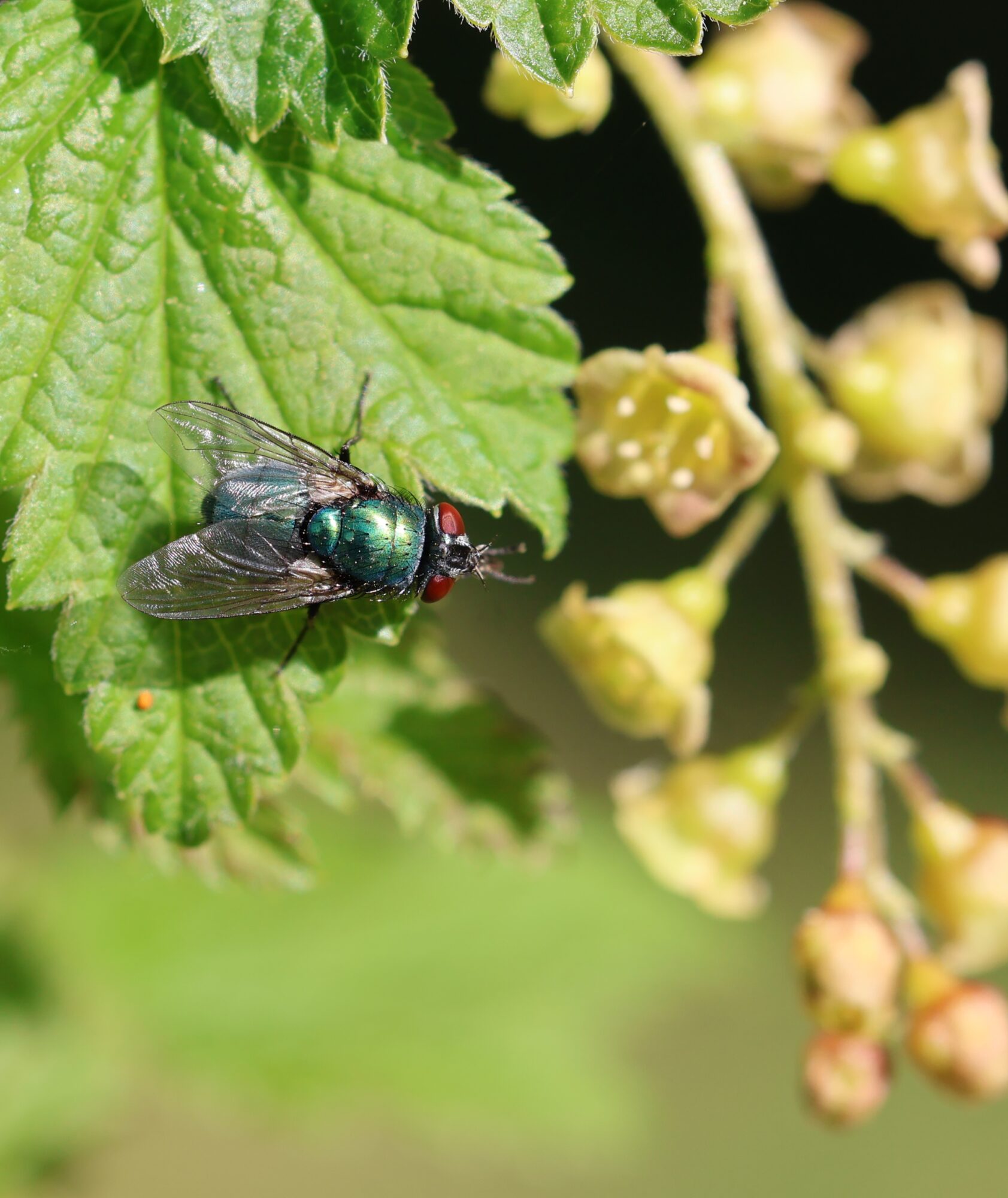 Valokuvaaja: Hanna Rönty