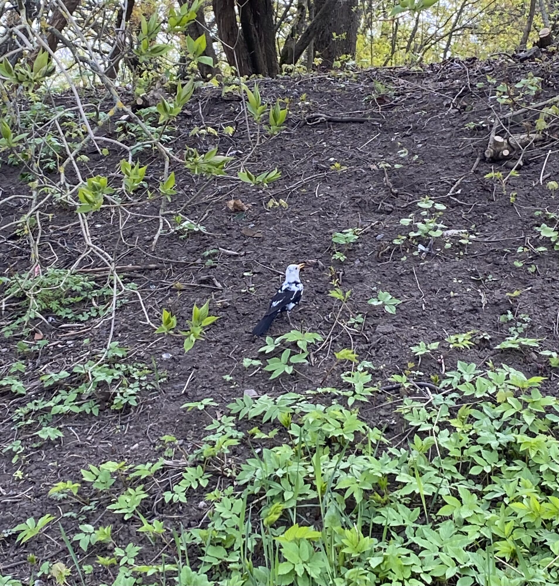 Valokuvaaja: Heidi Nygård