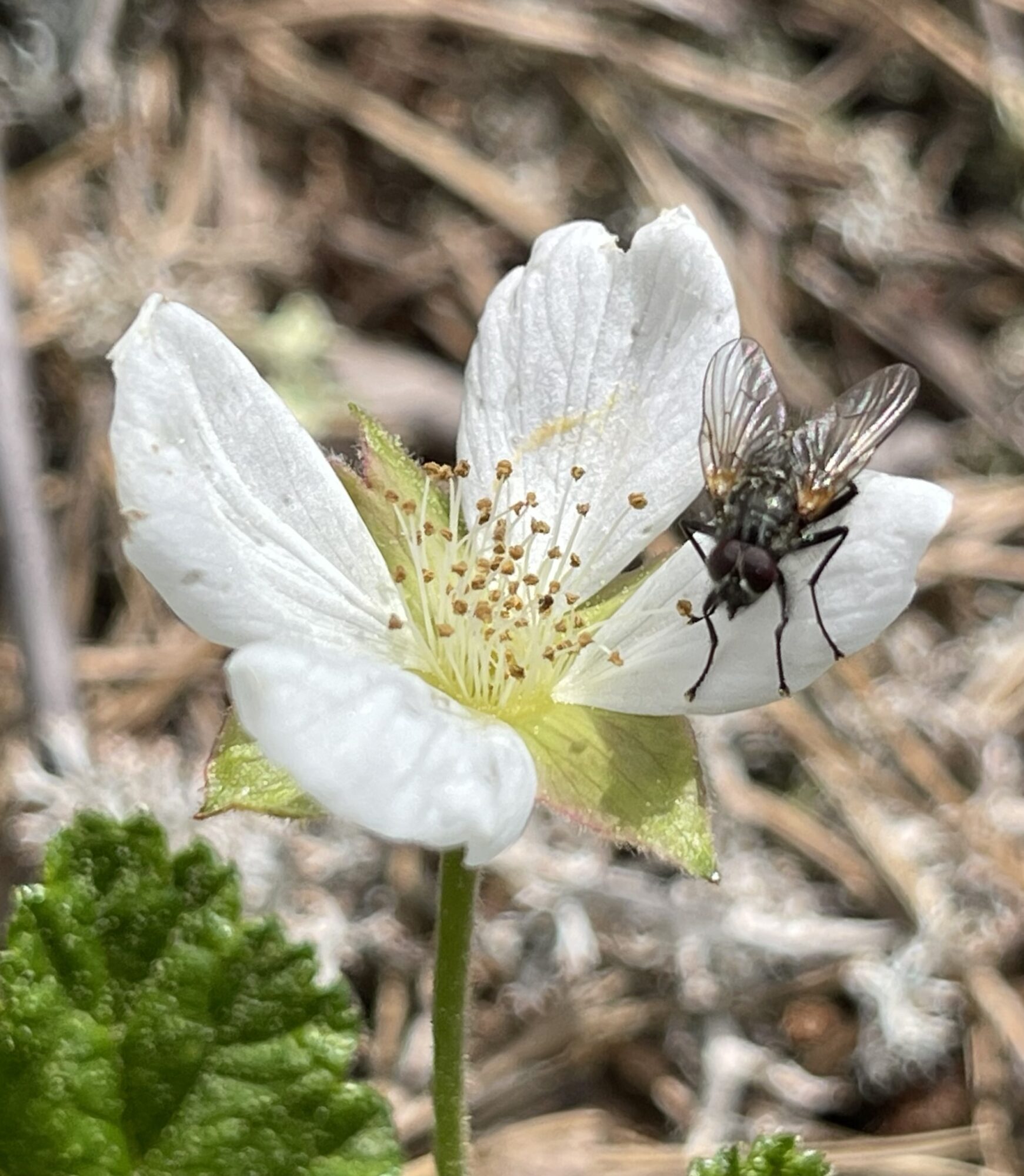 Valokuvaaja: Liisa Niiva-Korpela
