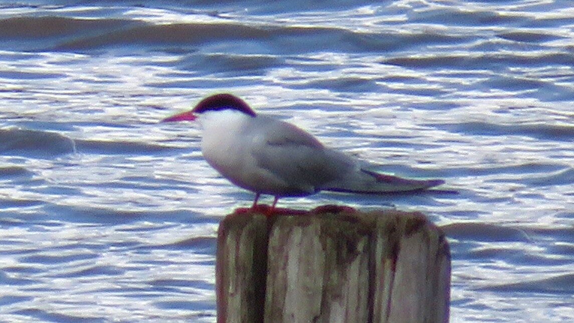 Valokuvaaja: Risto Kangassalo