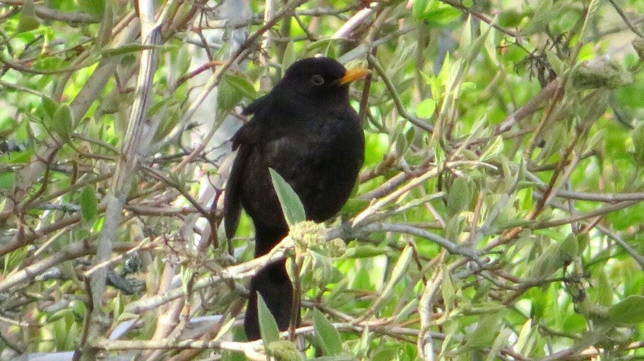 Valokuvaaja: Risto Kangassalo