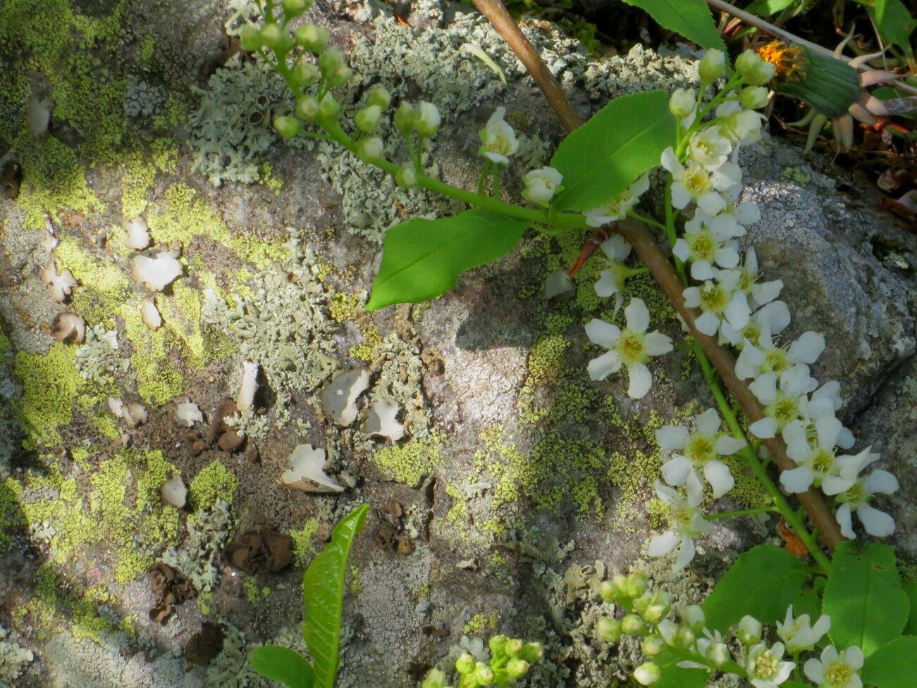 Valokuvaaja: Risto Kangassalo Valokuvaaja: Risto Kangassalo