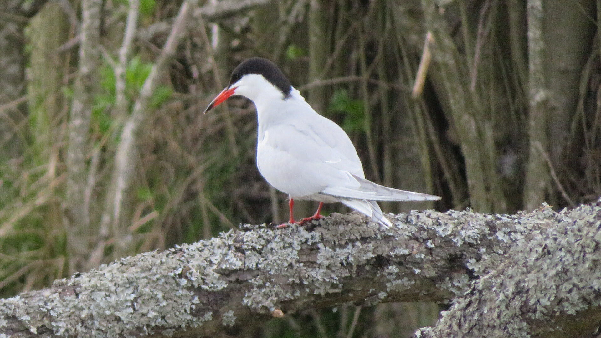 Valokuvaaja: Risto Kangassalo