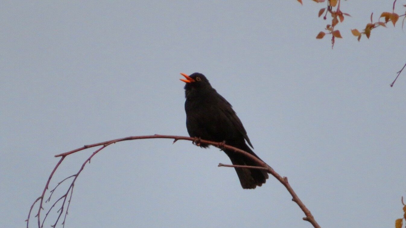Valokuvaaja: Risto Kangassalo Valokuvaaja: Risto Kangassalo