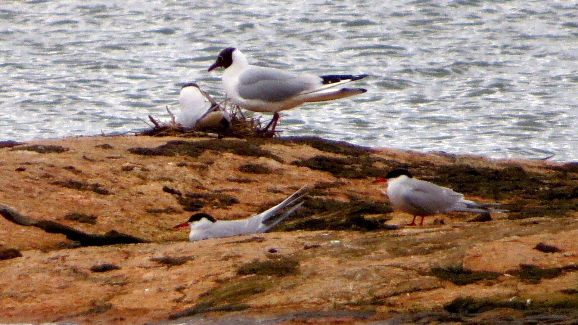 Valokuvaaja: Risto Kangassalo Valokuvaaja: Risto Kangassalo