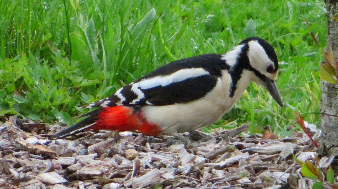 Valokuvaaja: Risto Kangassalo