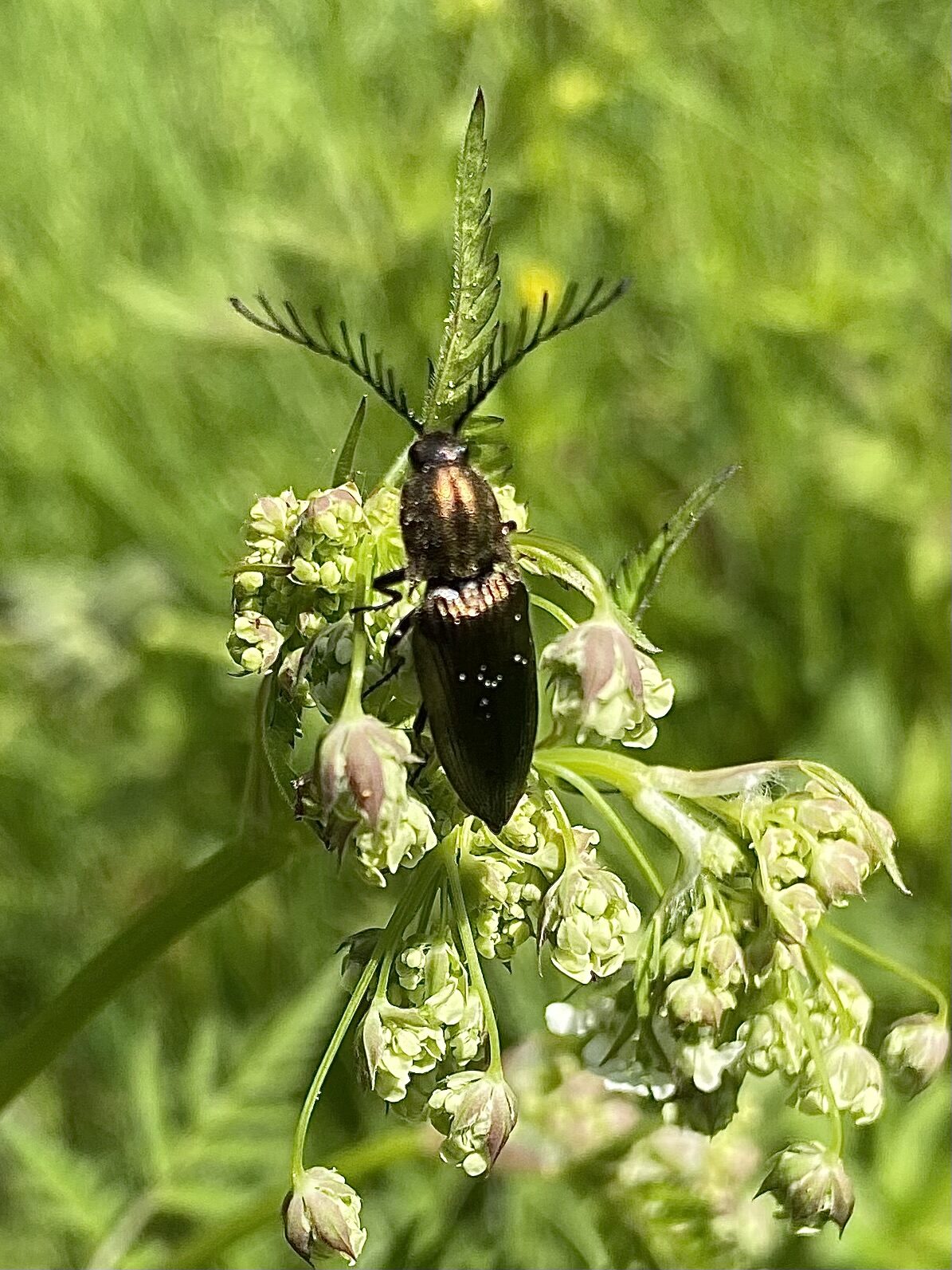 Valokuvaaja: Marianne Maxwell