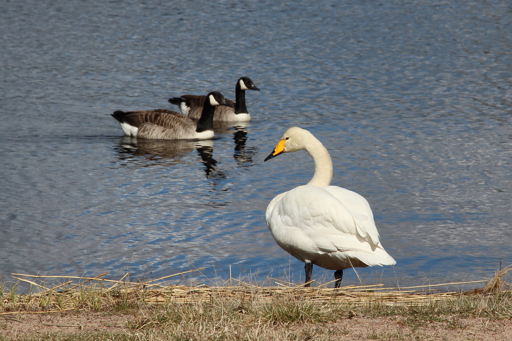 Valokuvaaja: Kirsi-Marja Joenpolvi Valokuvaaja: Kirsi-Marja Joenpolvi