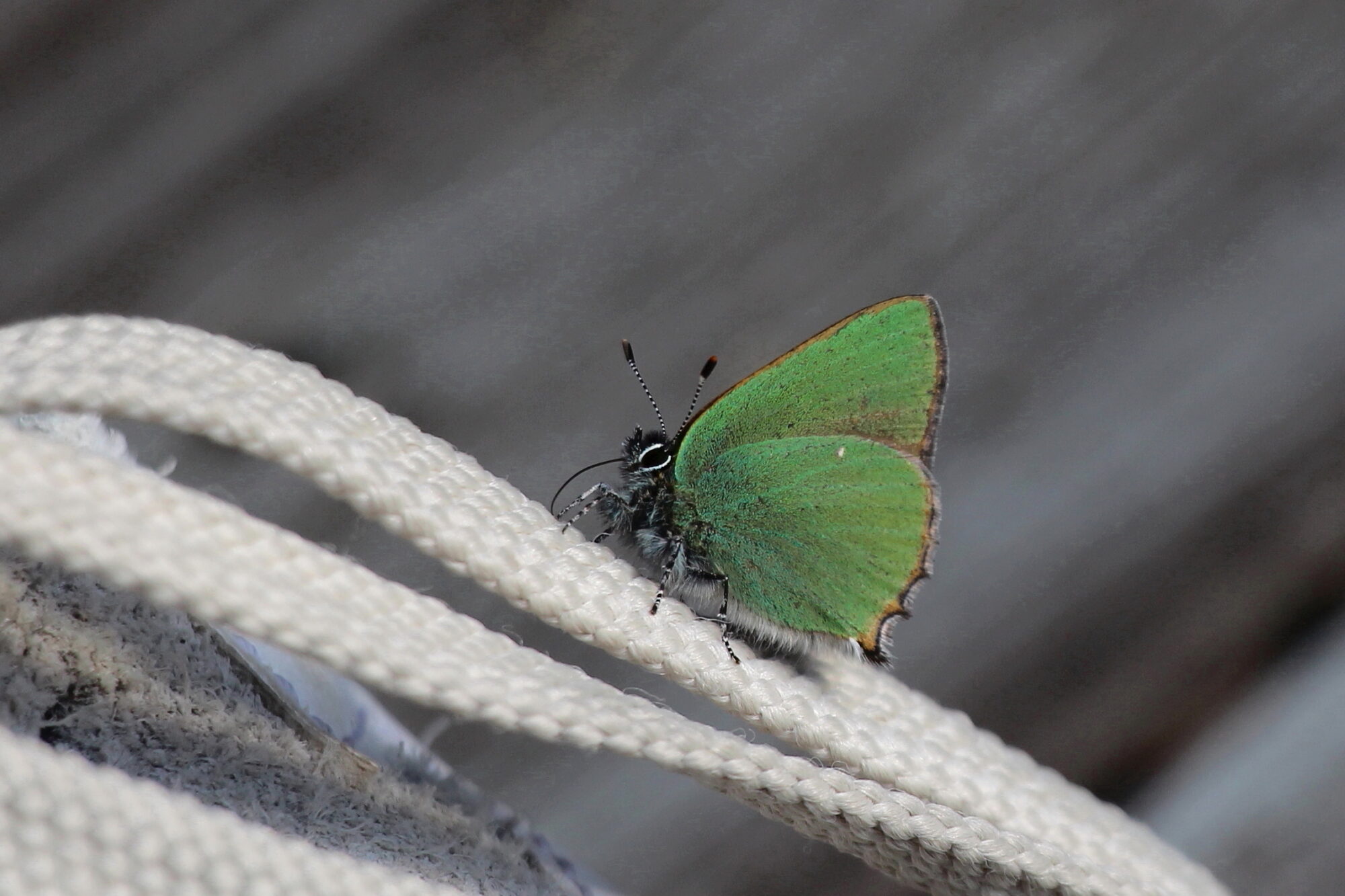 Valokuvaaja: Kirsi-Marja Joenpolvi