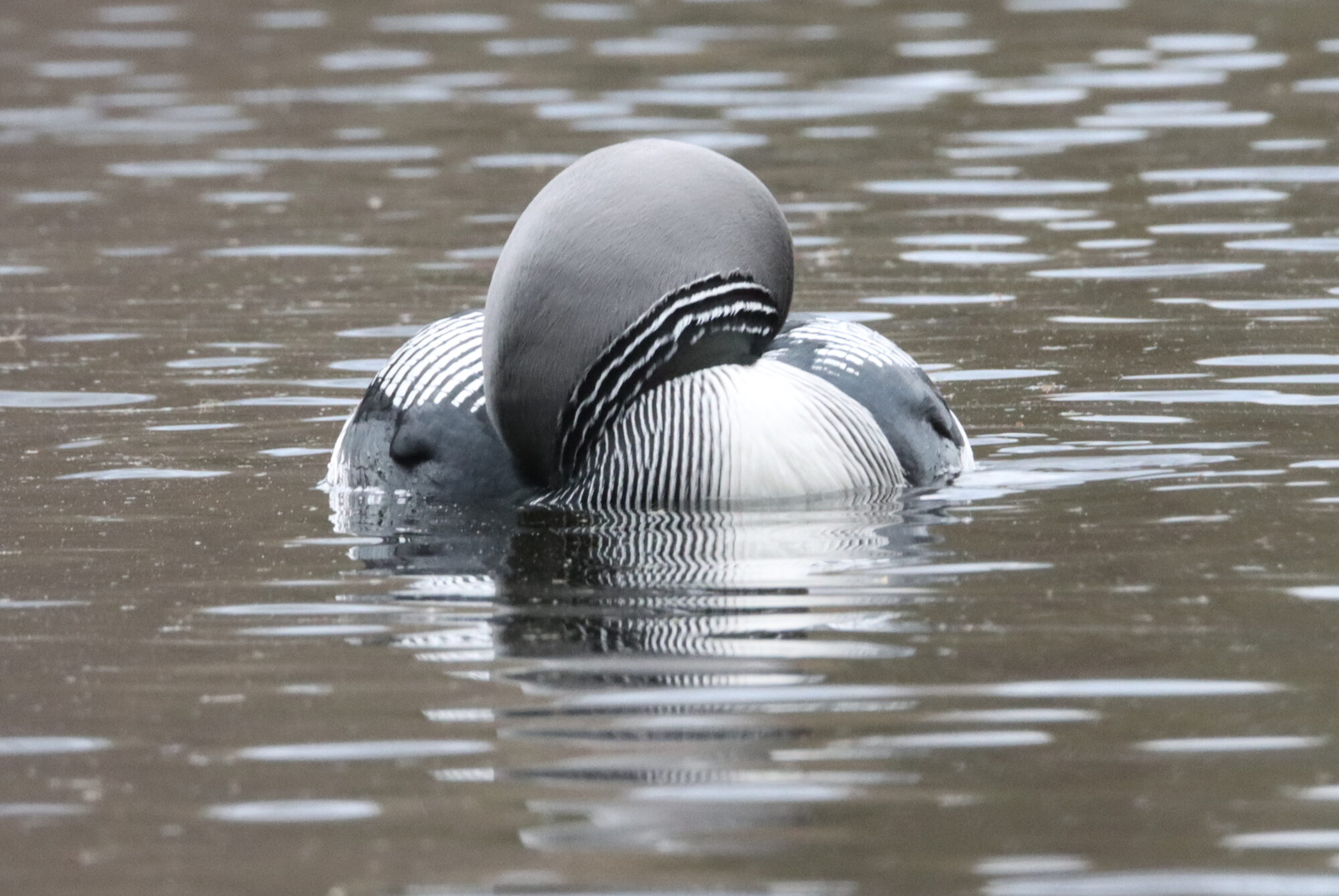 Valokuvaaja: Irja Lehtinen Valokuvaaja: Irja Lehtinen