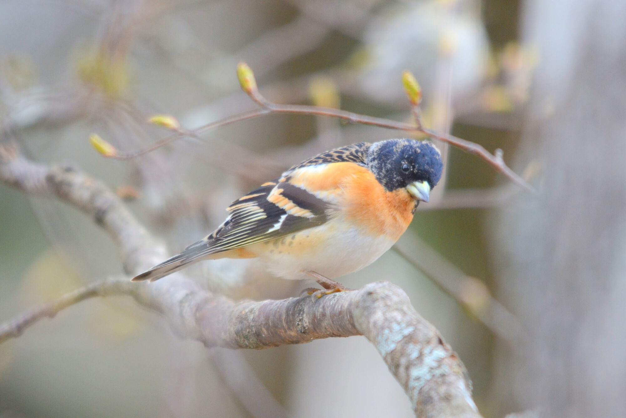 Valokuvaaja: Kaarlo Asikainen Valokuvaaja: Kaarlo Asikainen