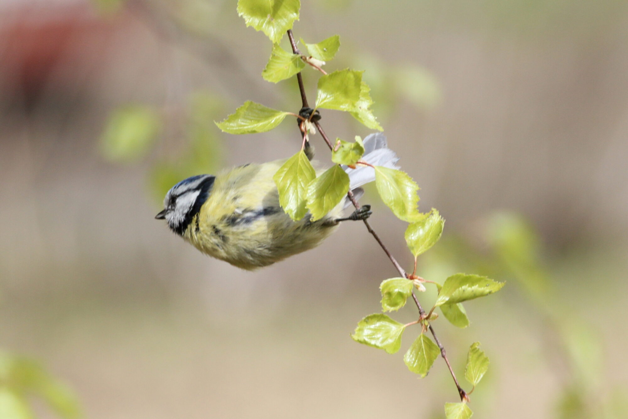 Valokuvaaja: Kaarlo Asikainen