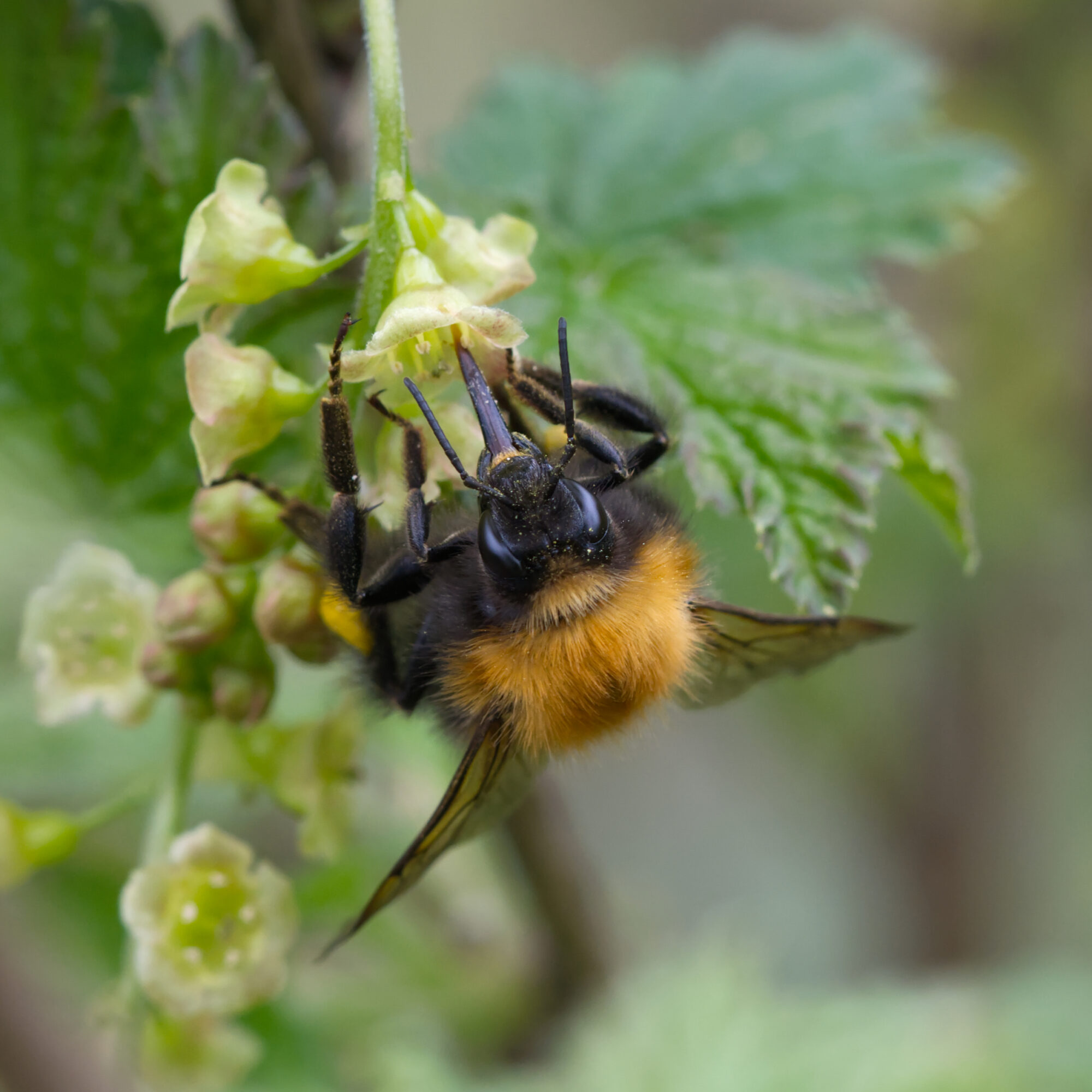 Valokuvaaja: Päivi Kiiskinen-Mustonen