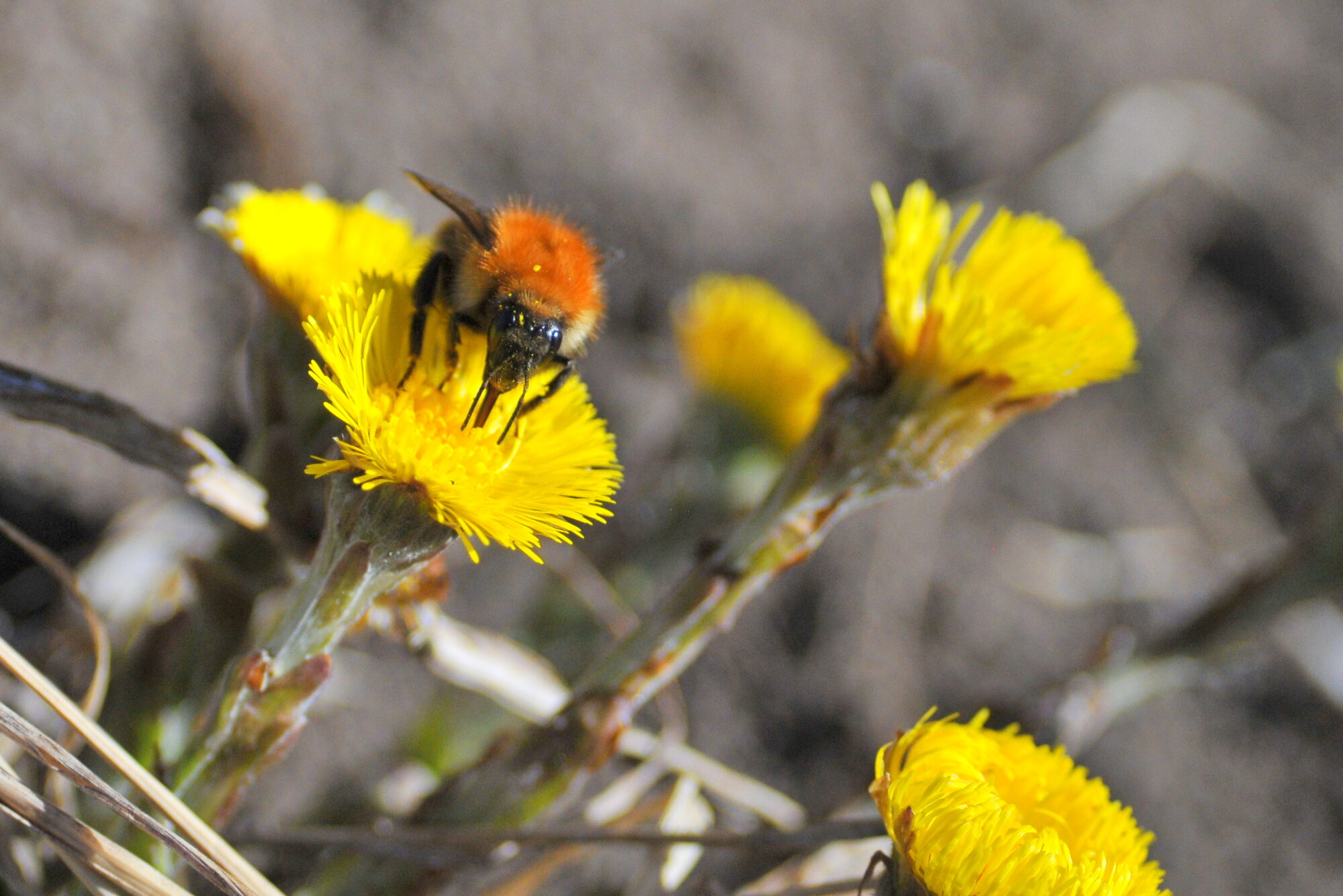 Valokuvaaja: Kaarlo Asikainen Valokuvaaja: Kaarlo Asikainen