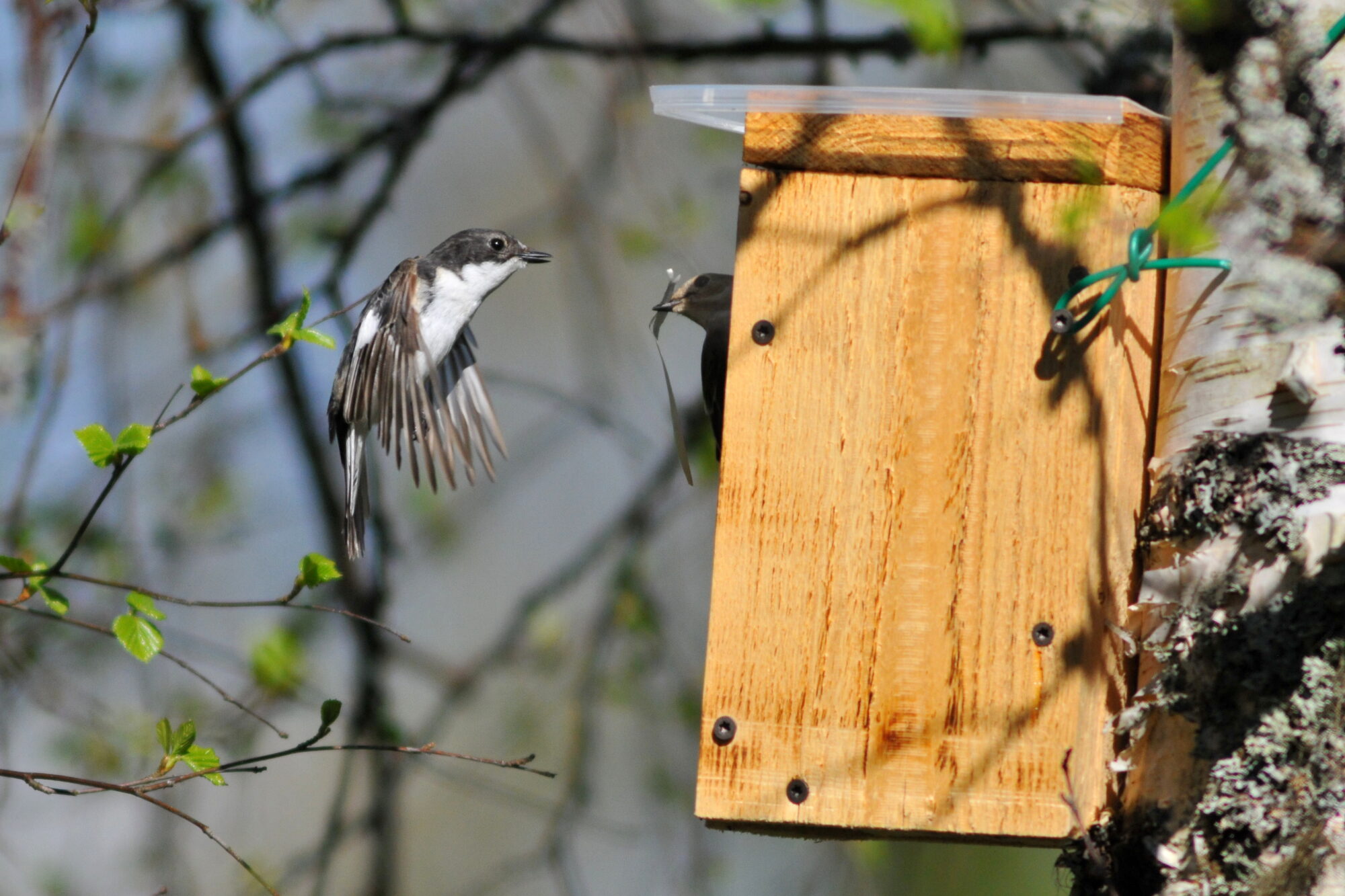 Valokuvaaja: Kaarlo Asikainen
