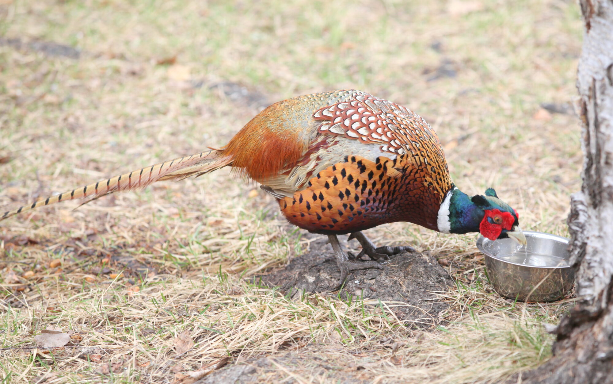 Valokuvaaja: Kaarlo Asikainen