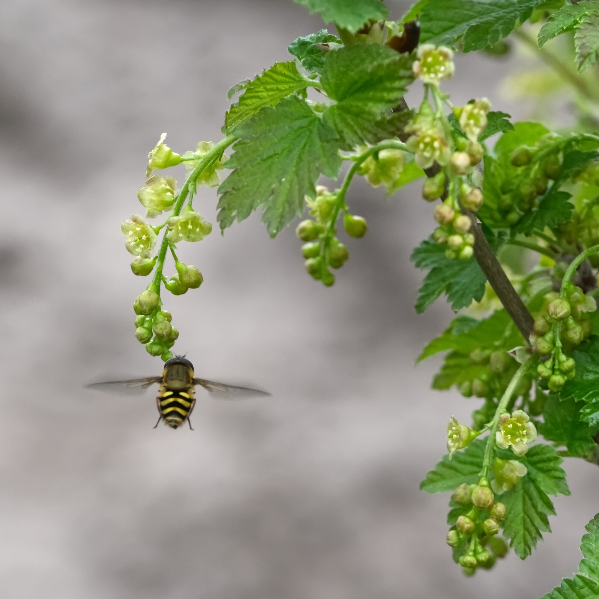 Valokuvaaja: Päivi Kiiskinen-Mustonen