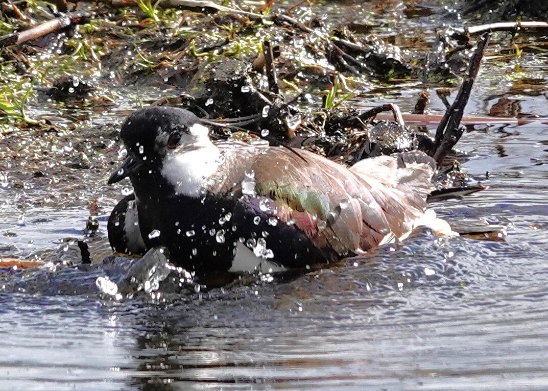 Valokuvaaja: Kaarina Heiskanen