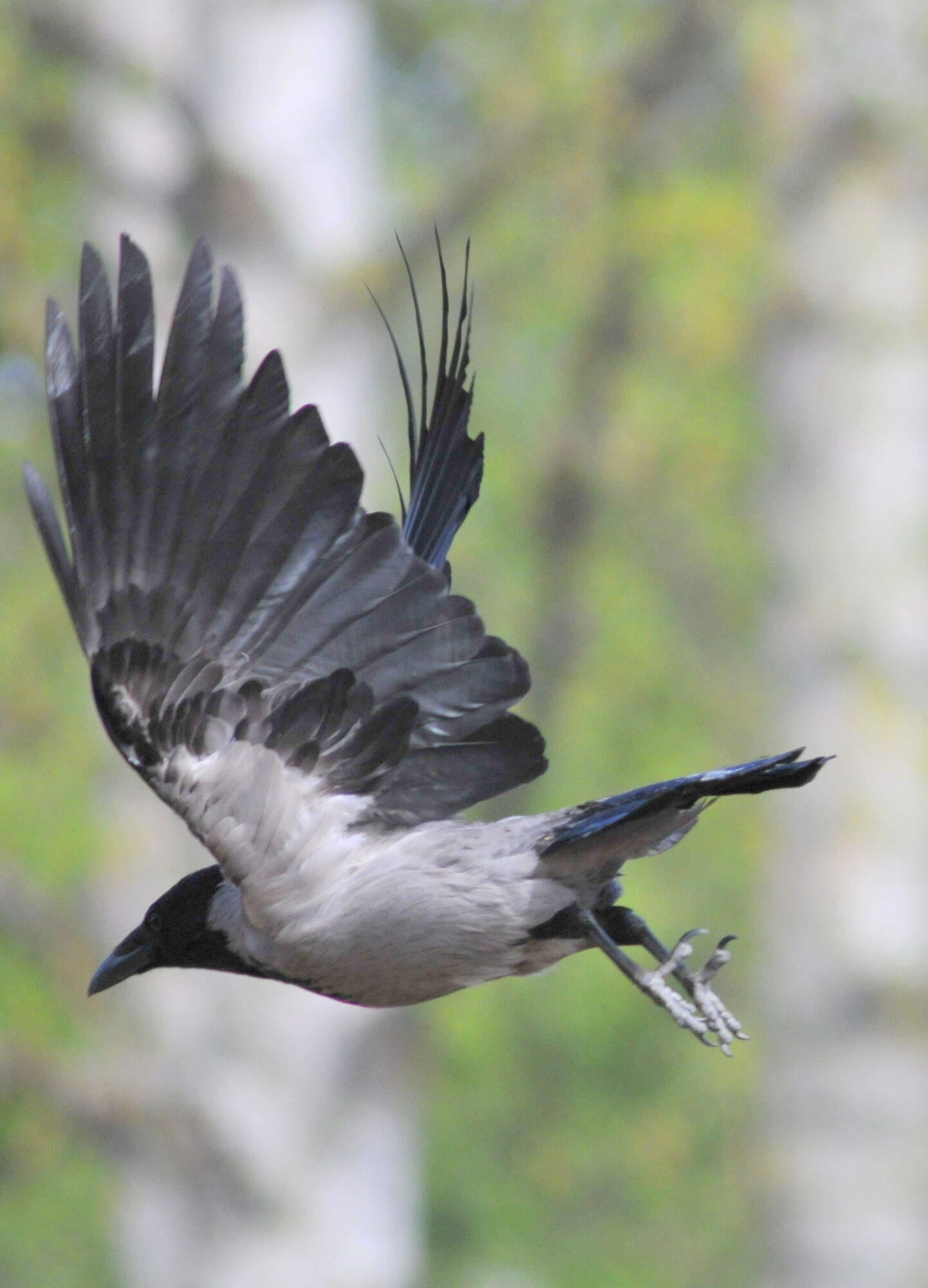 Valokuvaaja: Kaarlo Asikainen