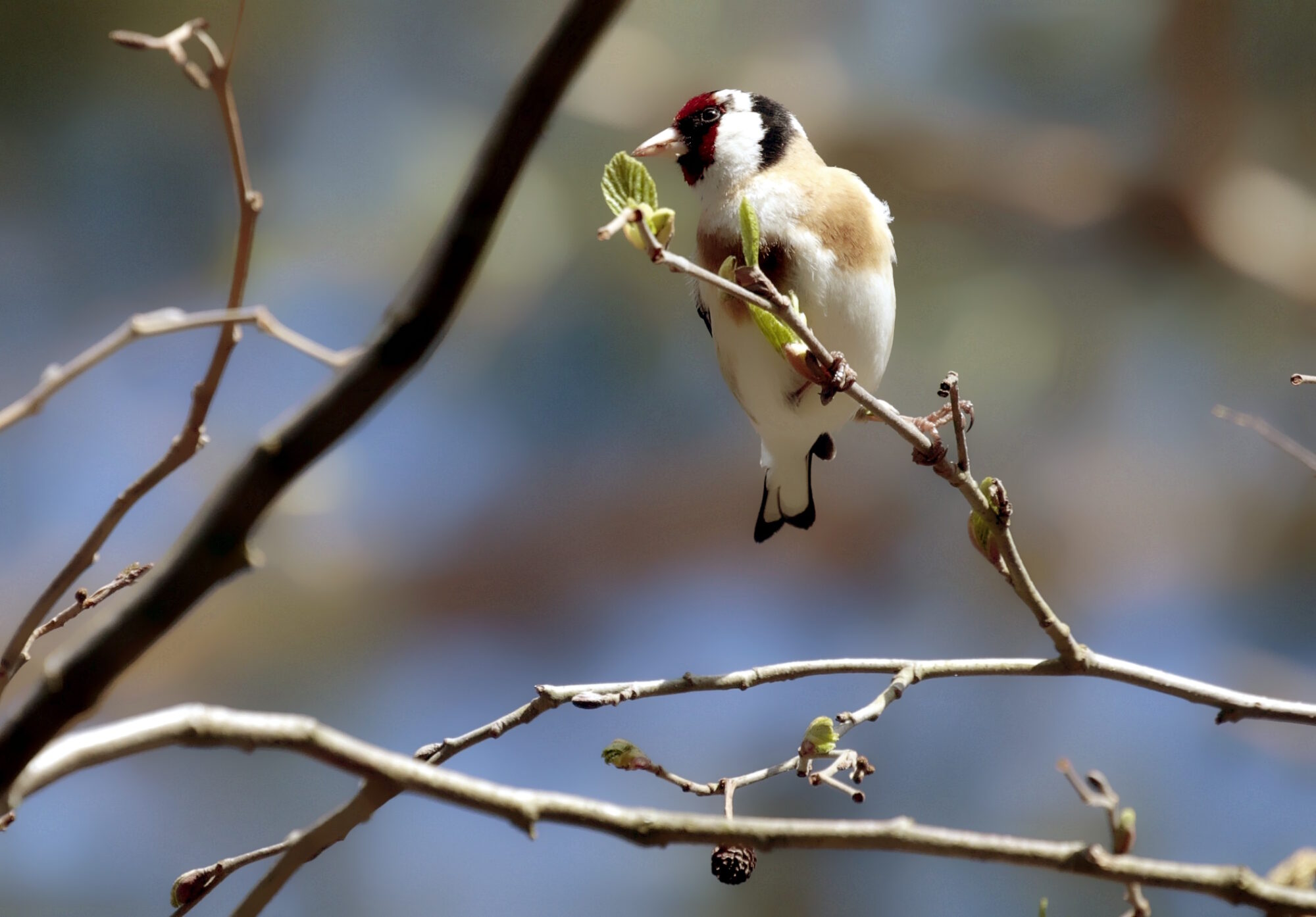Valokuvaaja: Antero Tykkyläinen