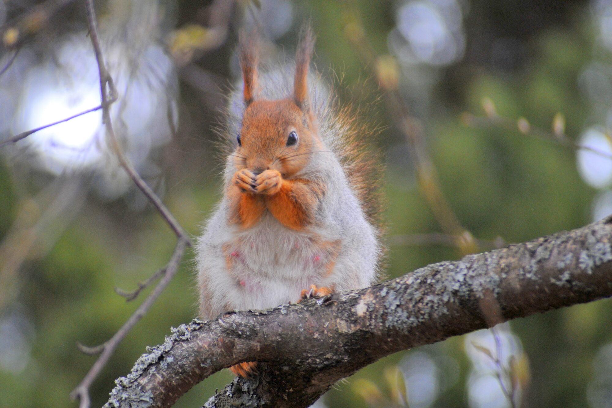 Valokuvaaja: Kaarlo Asikainen