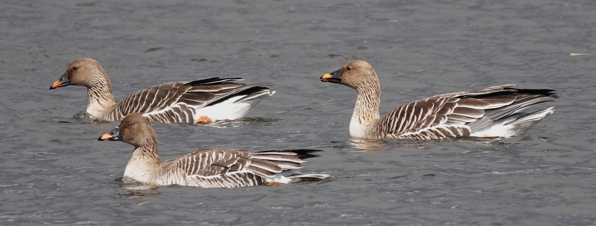 Valokuvaaja: Kaarina Heiskanen