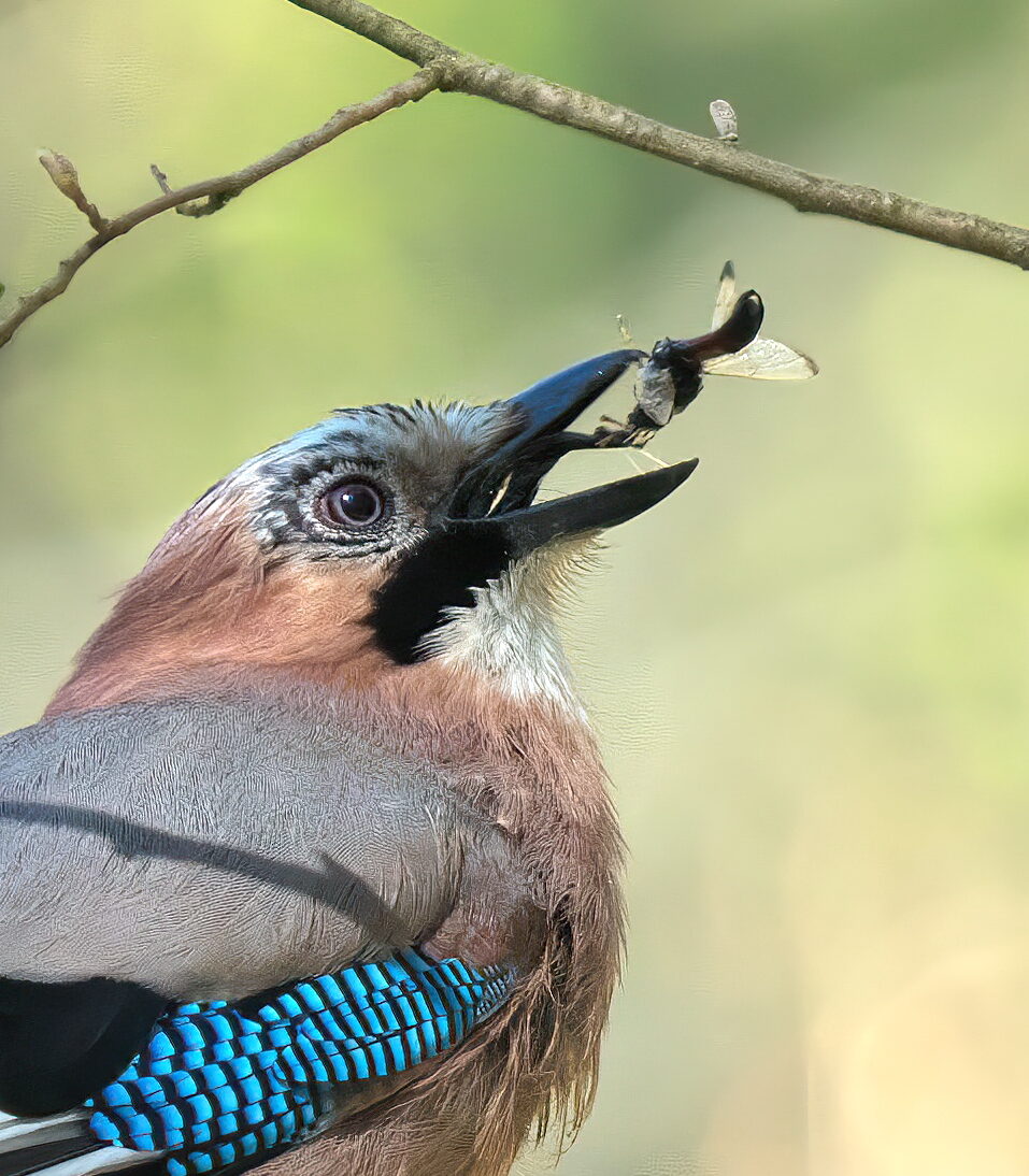 Valokuvaaja: Matti Kytö