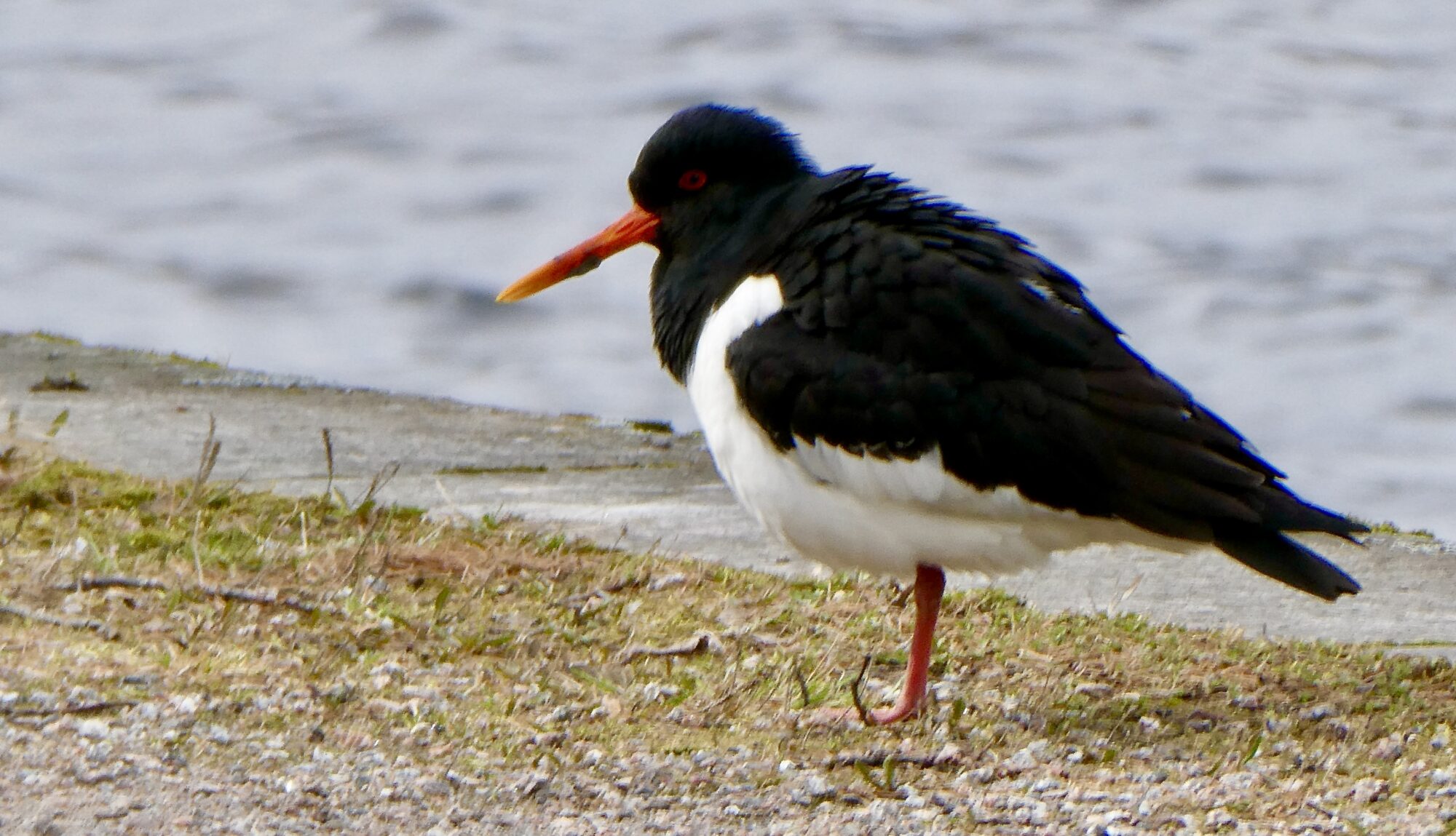 Valokuvaaja: Liisa Niiva-Korpela