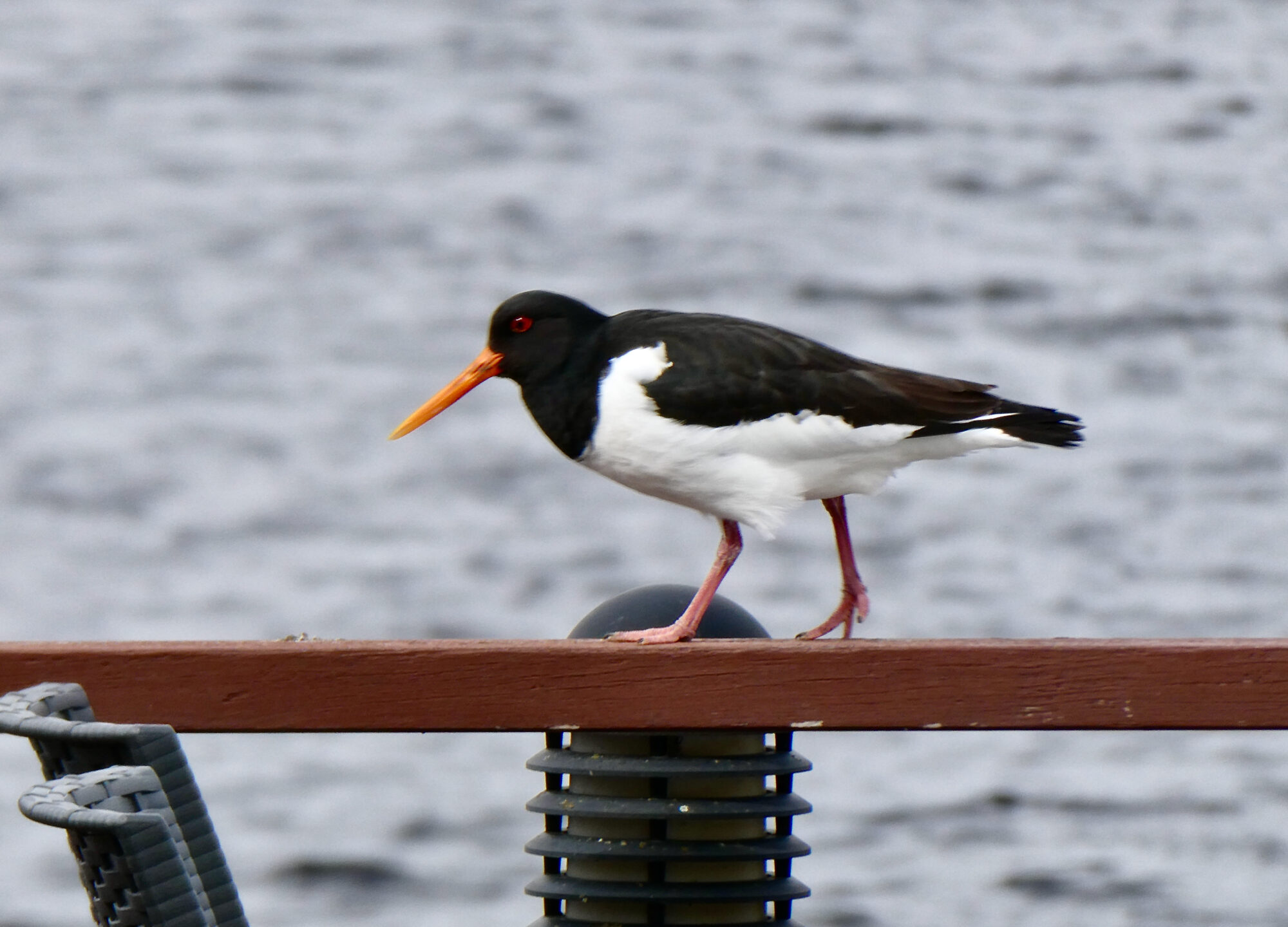 Valokuvaaja: Liisa Niiva-Korpela Valokuvaaja: Liisa Niiva-Korpela