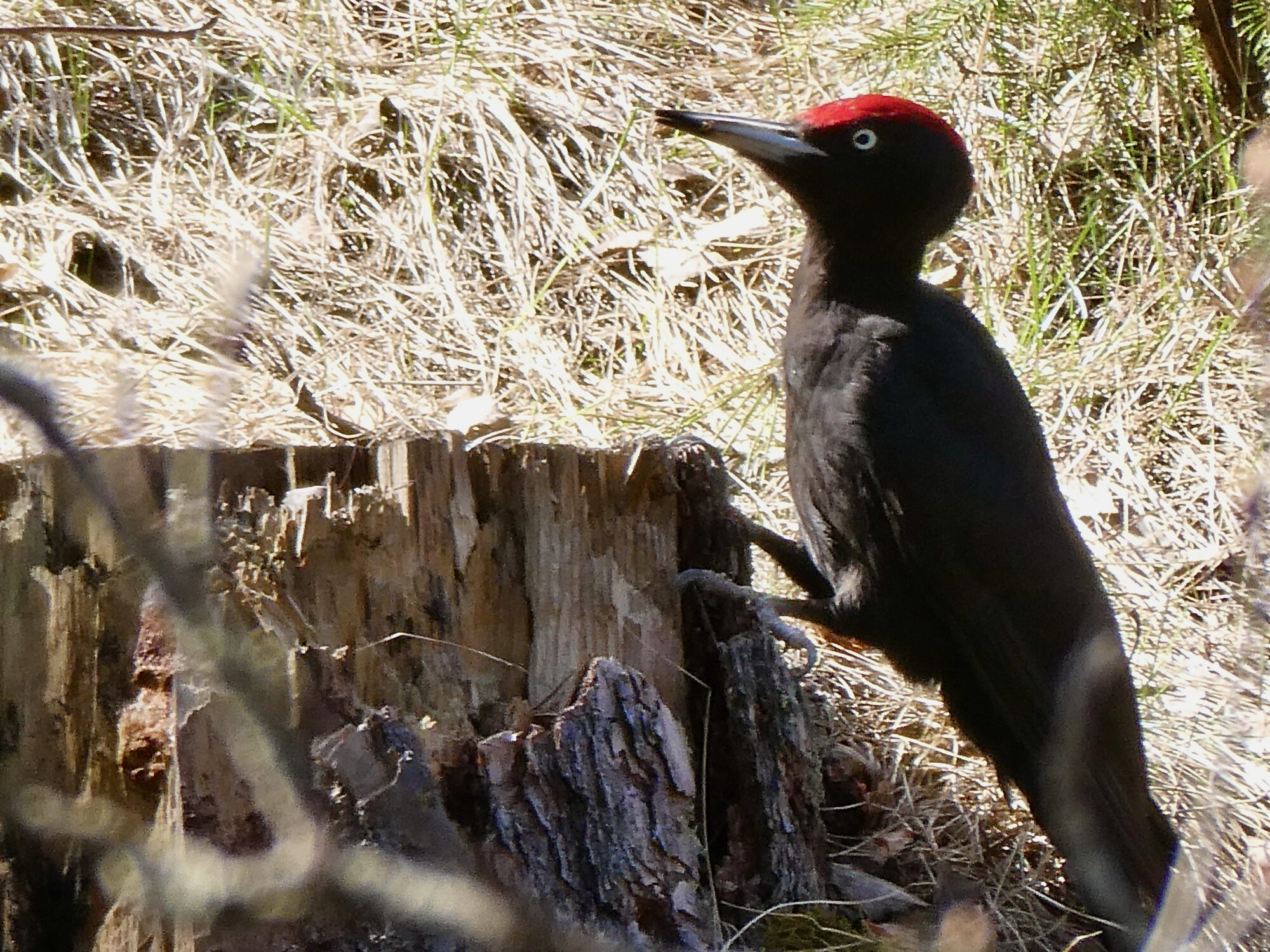 Valokuvaaja: LIisa Niiva-Korpela Valokuvaaja: LIisa Niiva-Korpela