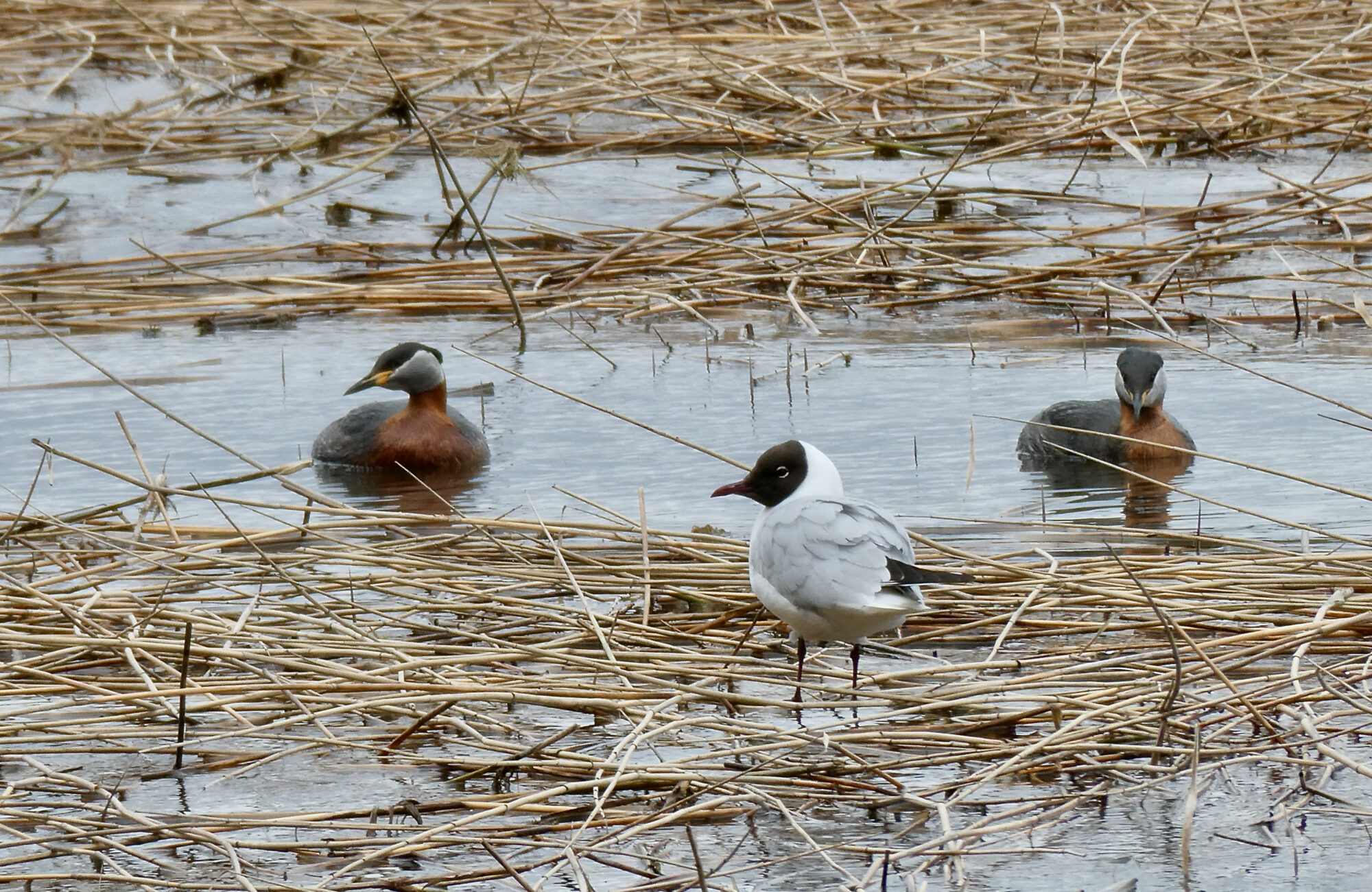 Valokuvaaja: Liisa Niiva-Korpela Valokuvaaja: Liisa Niiva-Korpela