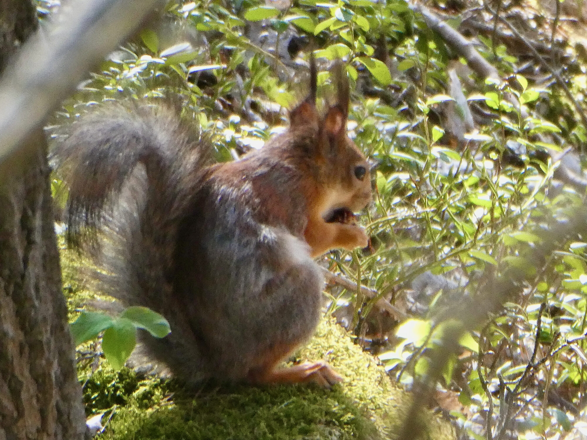 Valokuvaaja: Liisa Niiva-Korpela