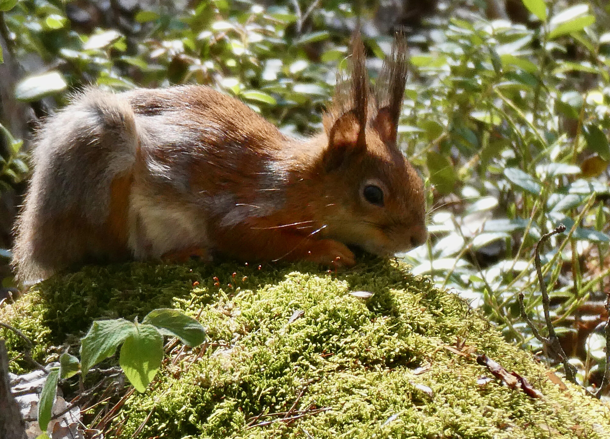 Valokuvaaja: Liisa Niiva-Korpela