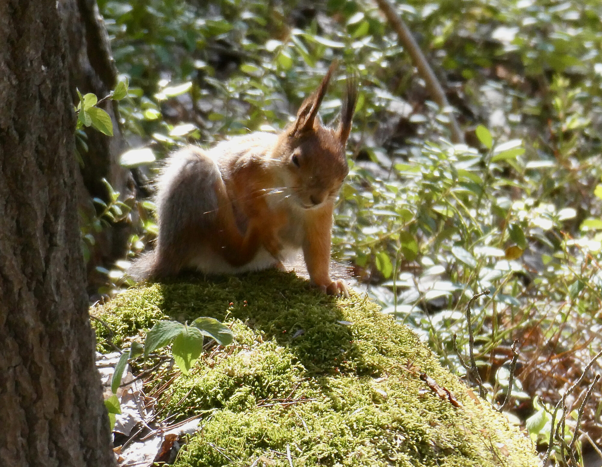 Valokuvaaja: Liisa Niiva-Korpela