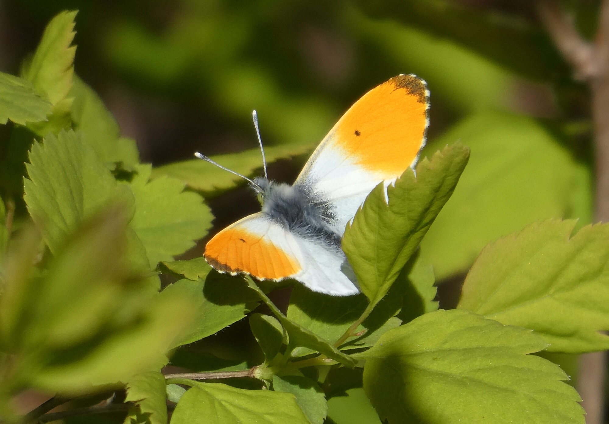 Valokuvaaja: Liisa Niiva-Korpela