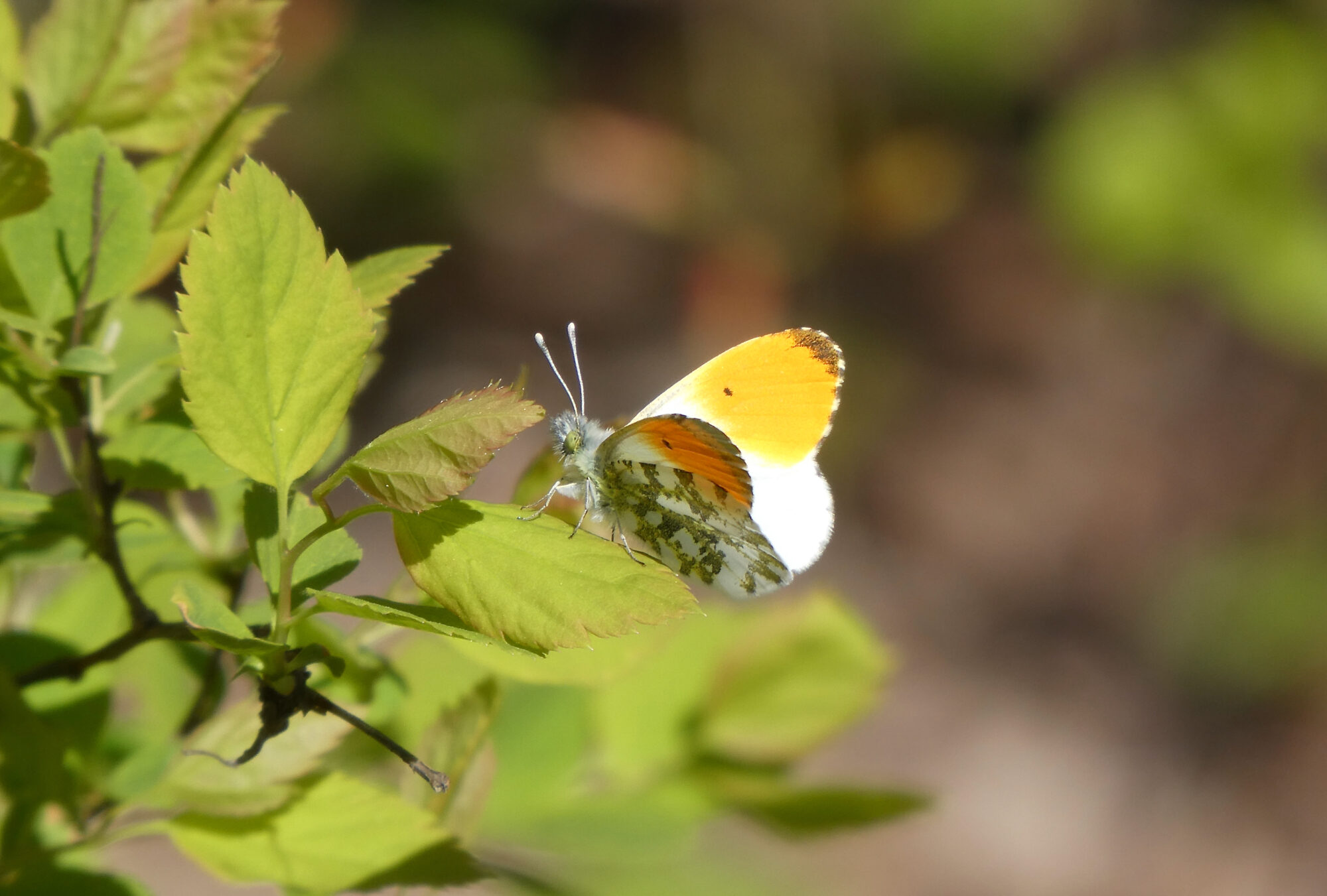 Valokuvaaja: Liisa Niiva-Korpela
